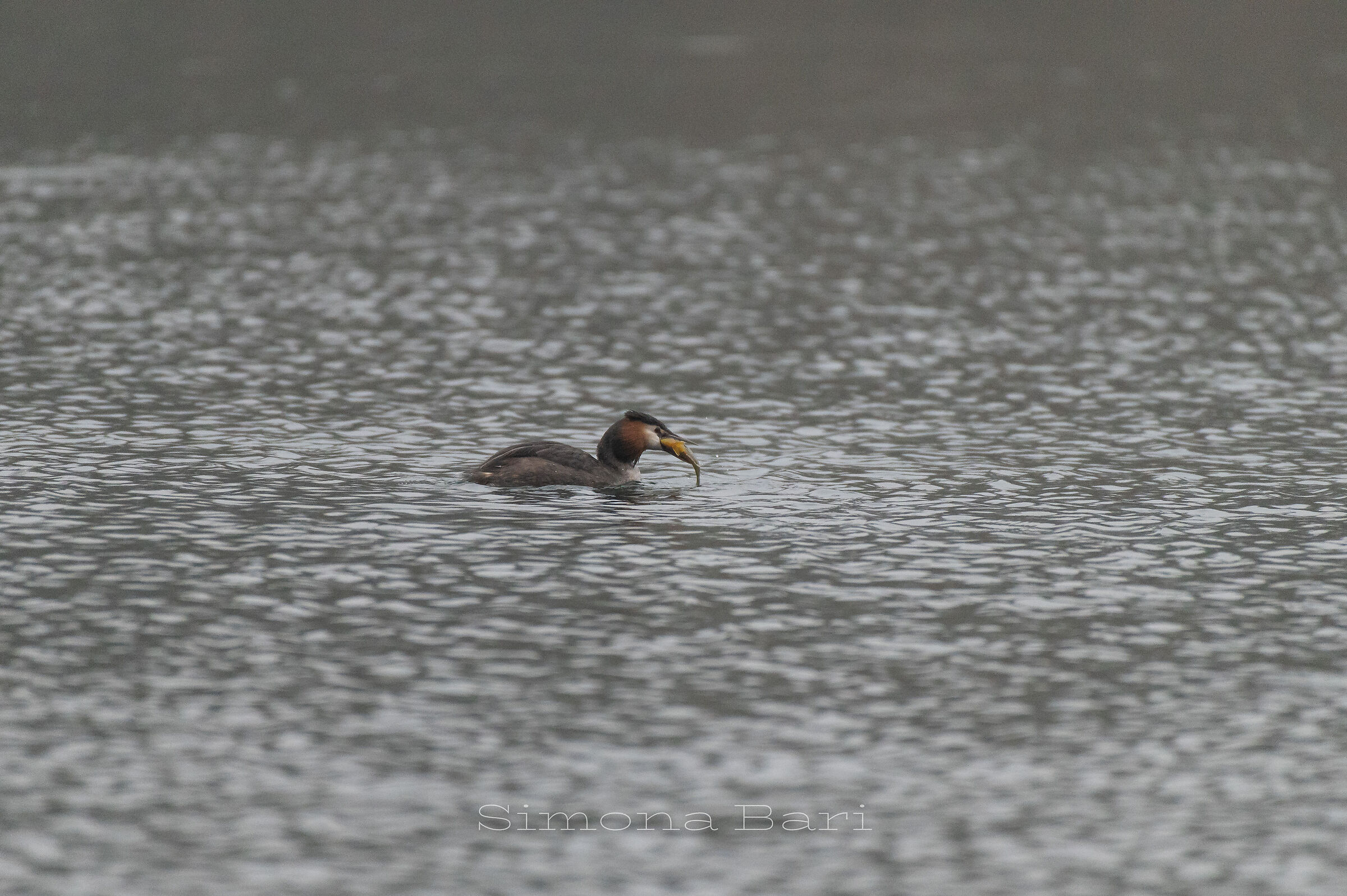 Svasso Maggiore a pesca _ Podiceps Cristatus