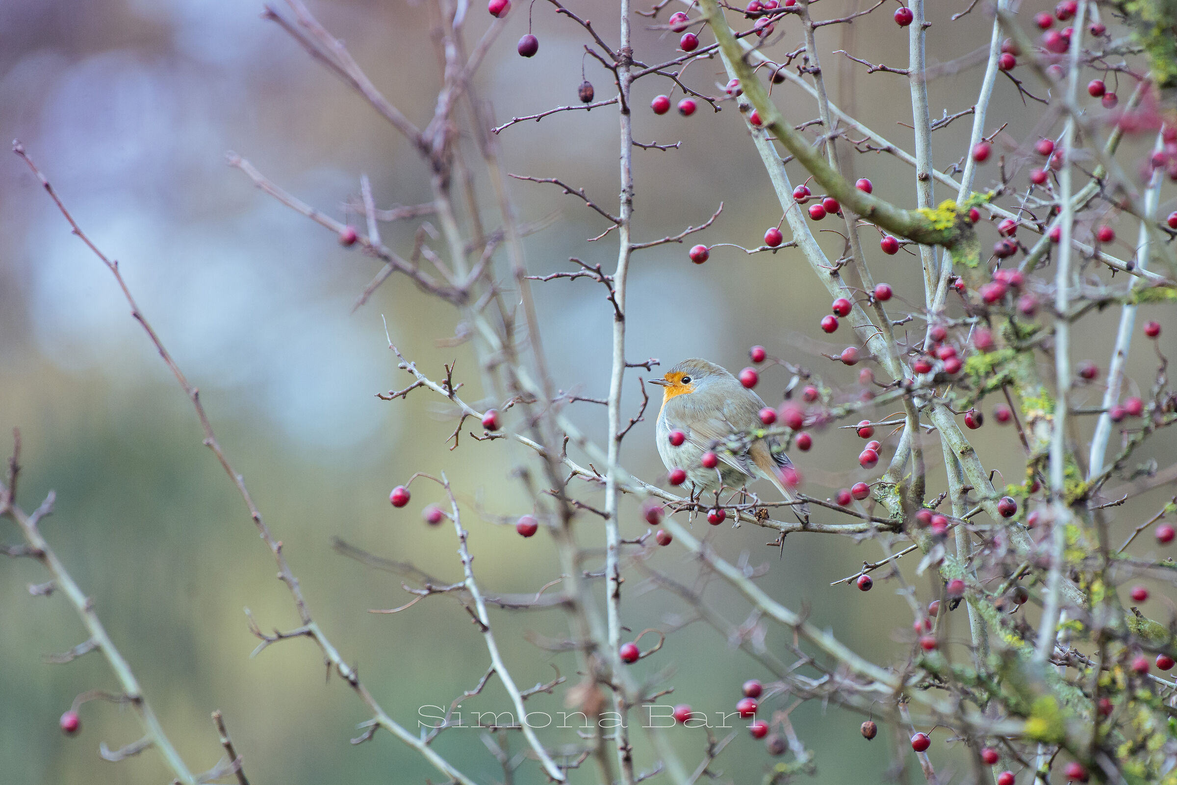 Pettirosso _ Erithacus rubecula _ febbraio 2026
