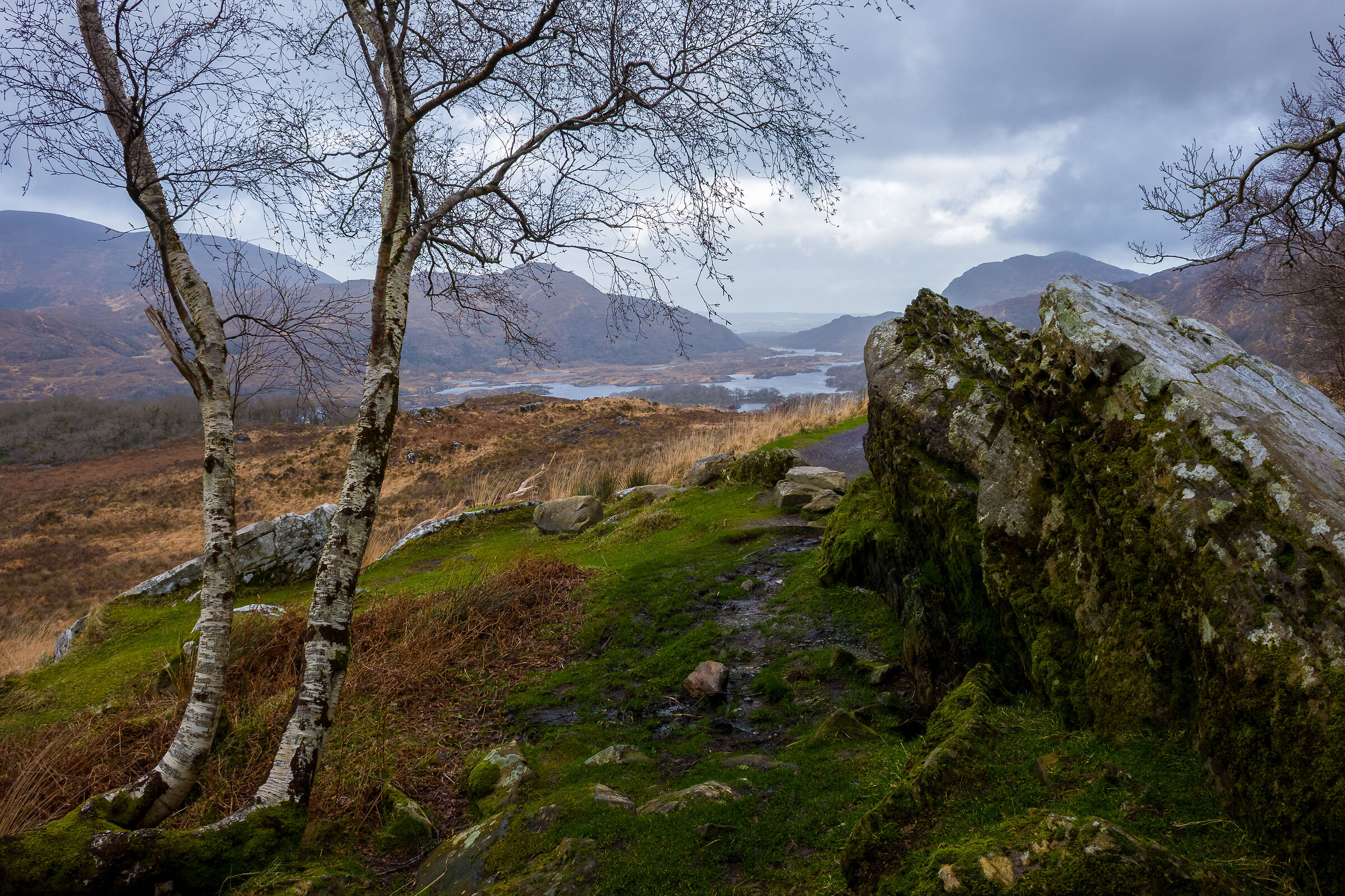 Killarney x3