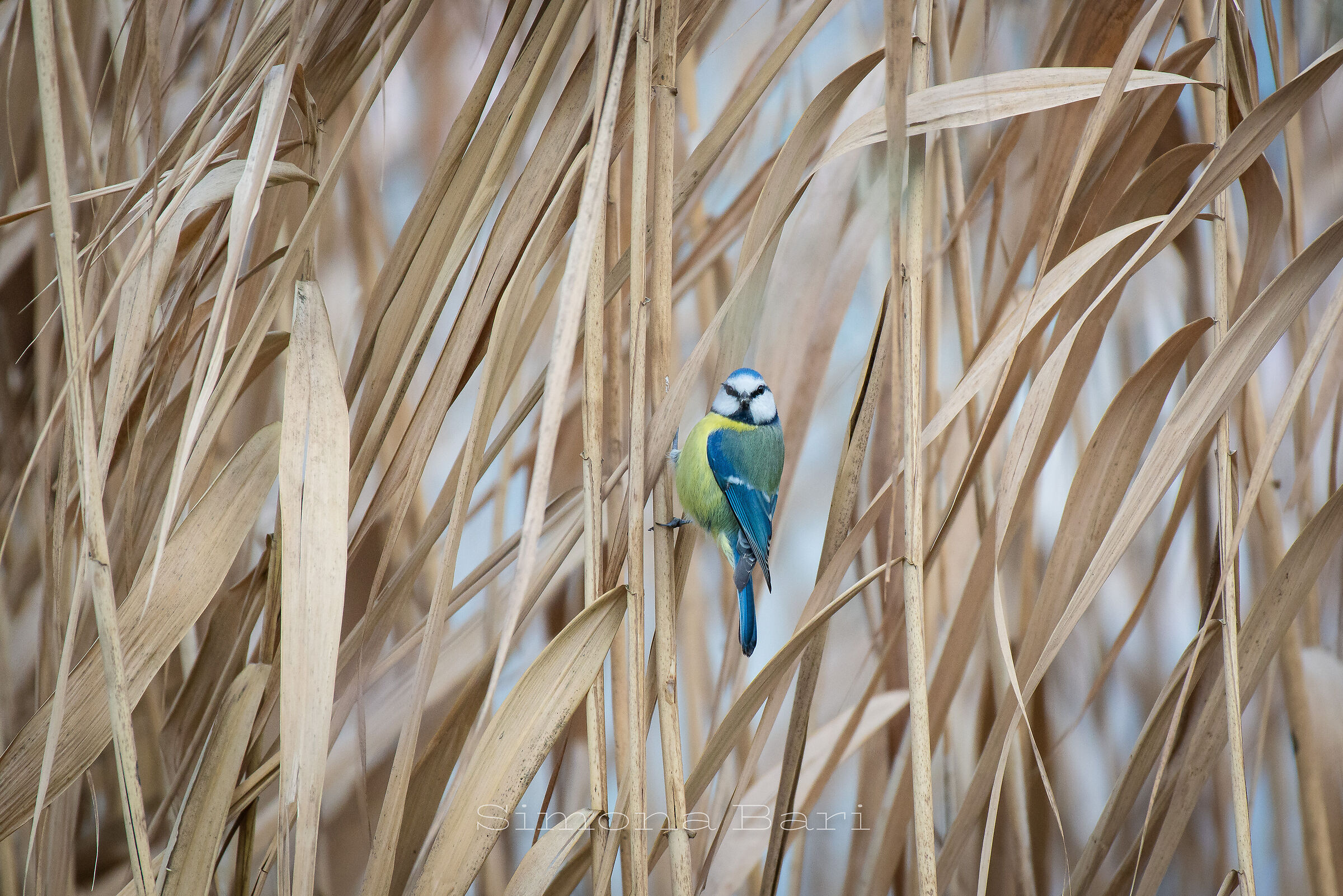 Cinciarella- Cyanistes caeruleus _ febbraio 2026