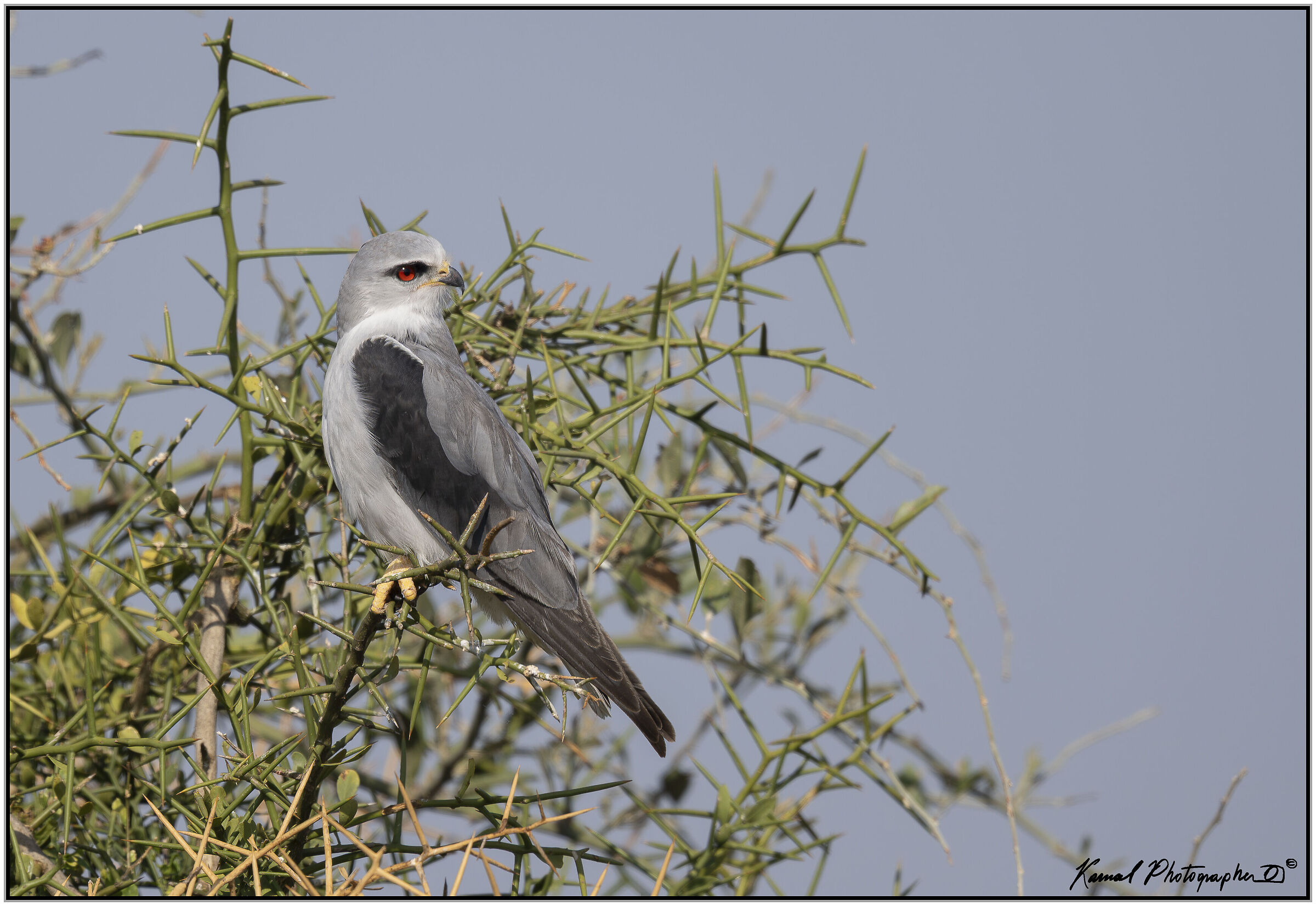 White Kite (Elanus caeruleus)