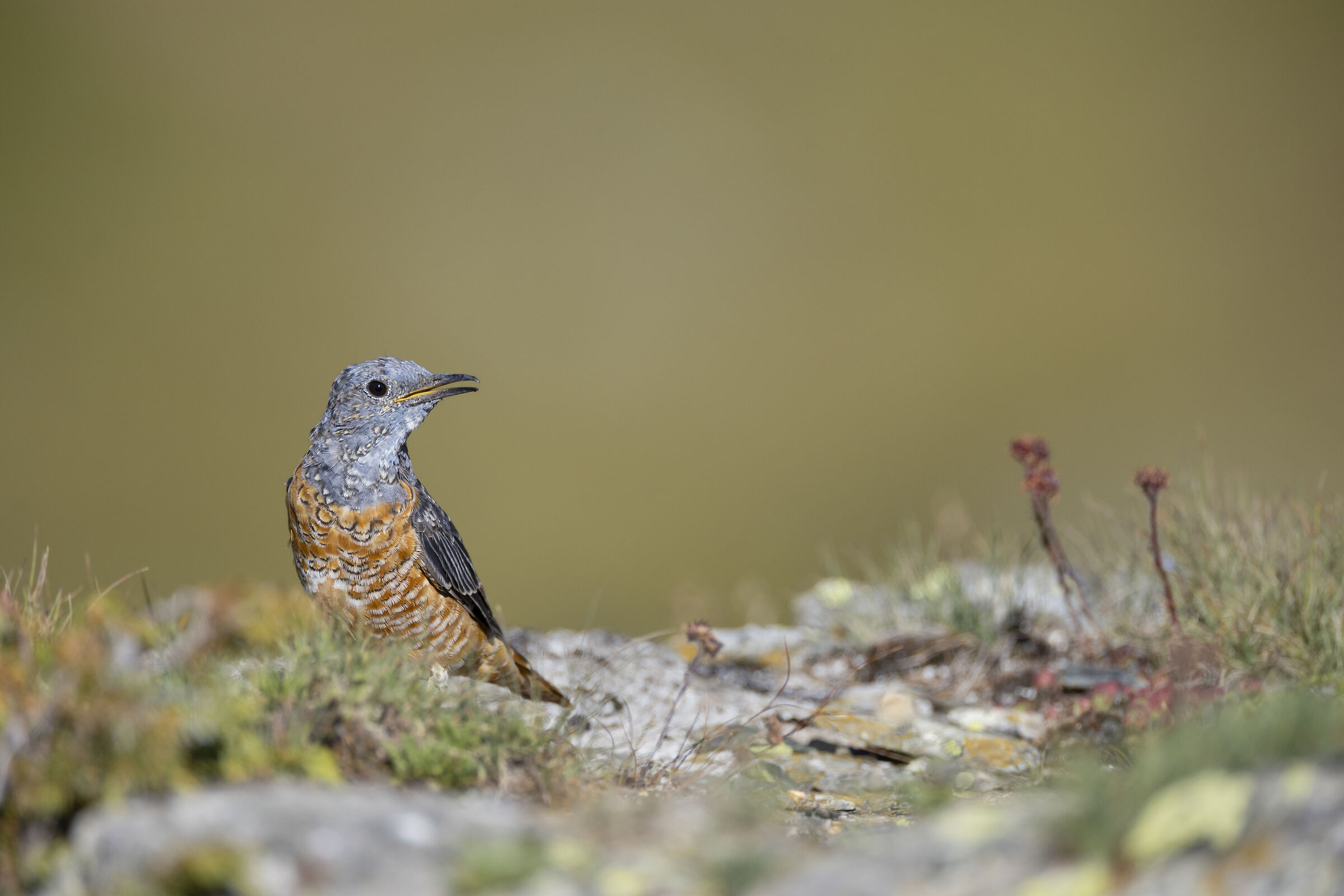 Male Redstart