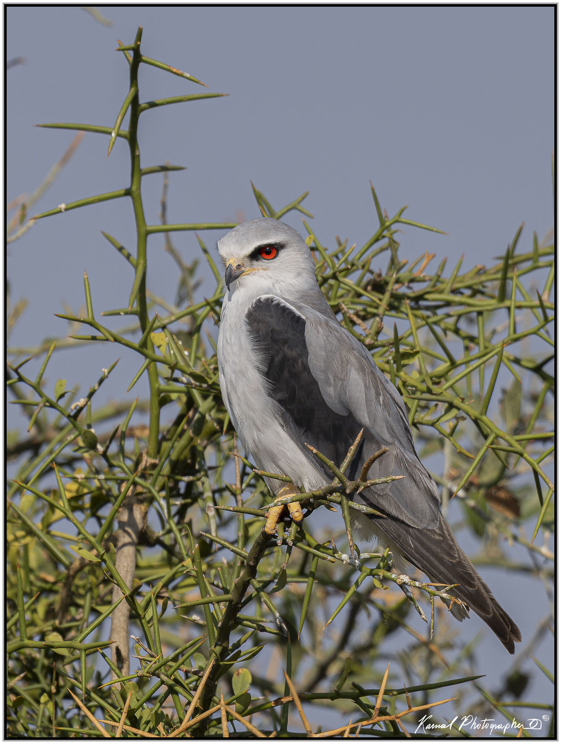 White Kite (Elanus caeruleus)