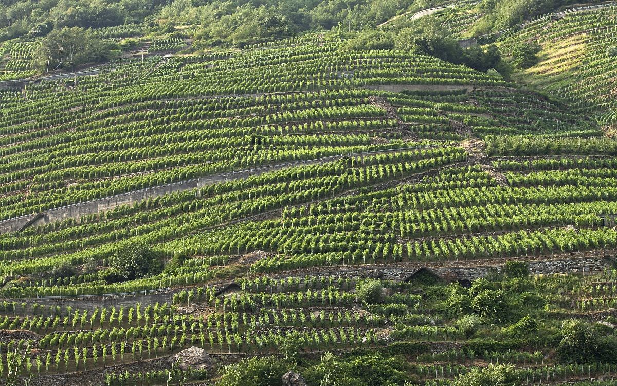 Vigneti di Valtellina