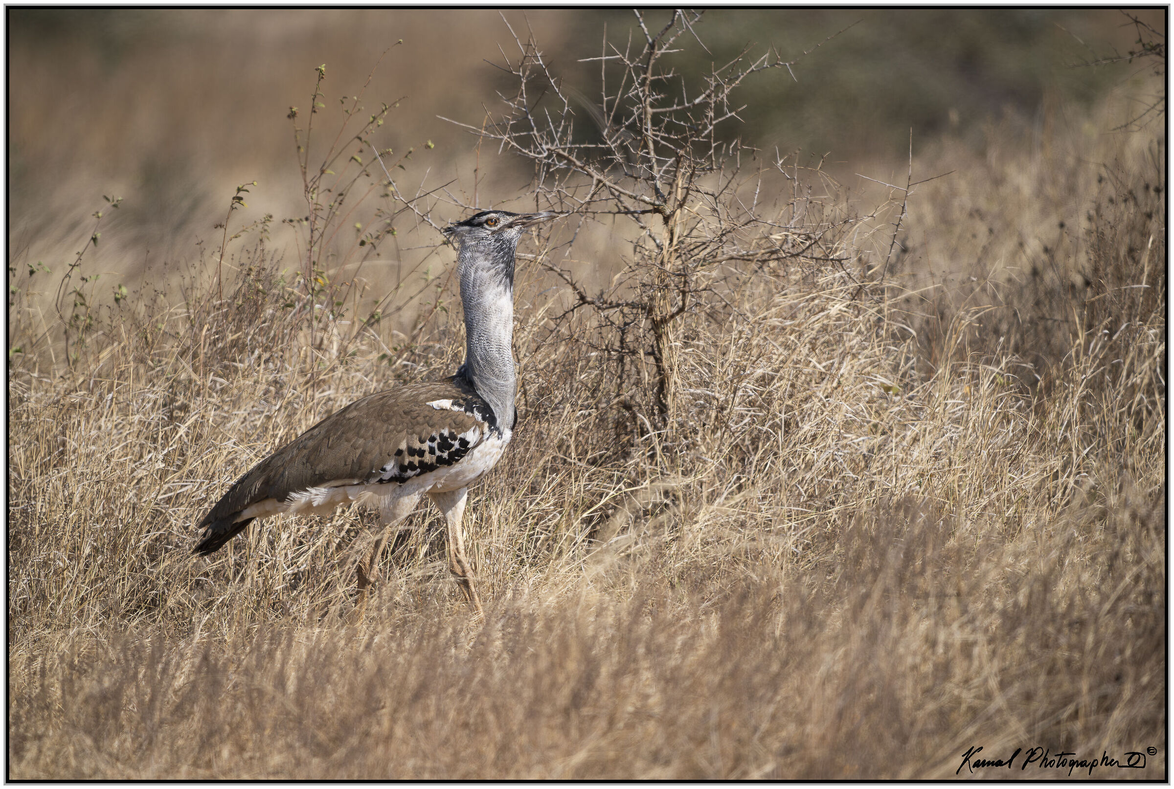 Kori Bustard (Ardeotis kori)