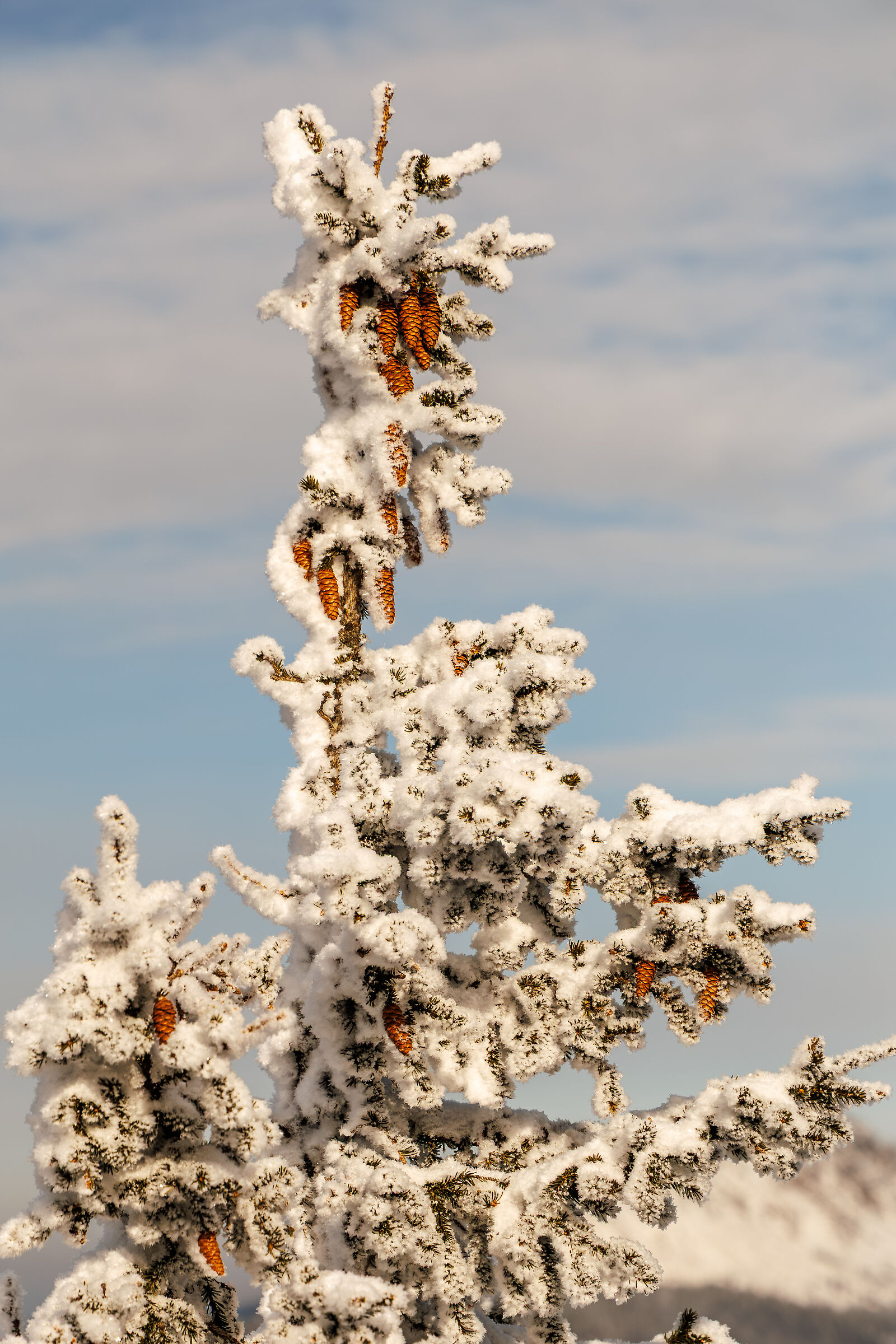 Albero Ghiacciato