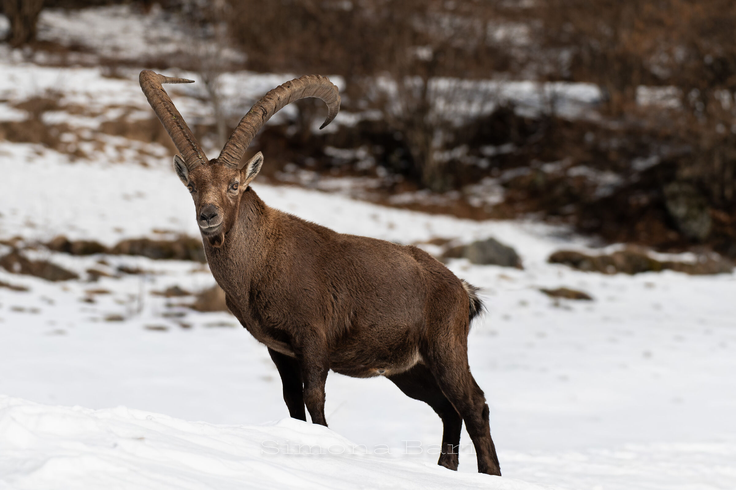 Stambecco delle Alpi _ Capra Ibex