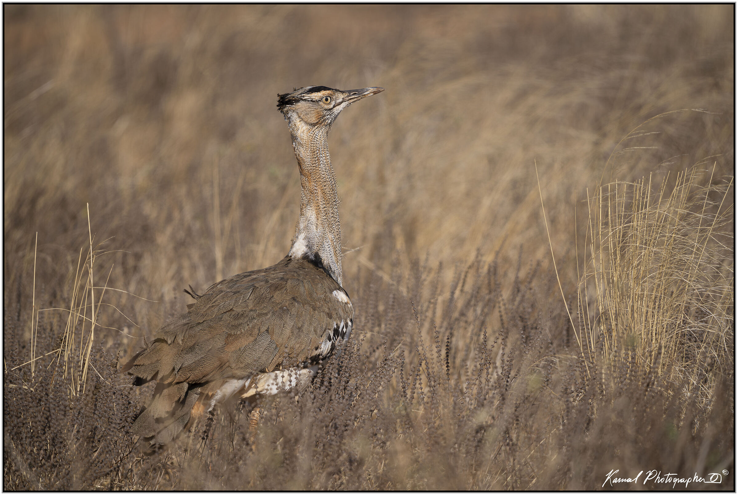 Kori Bustard (Ardeotis kori)