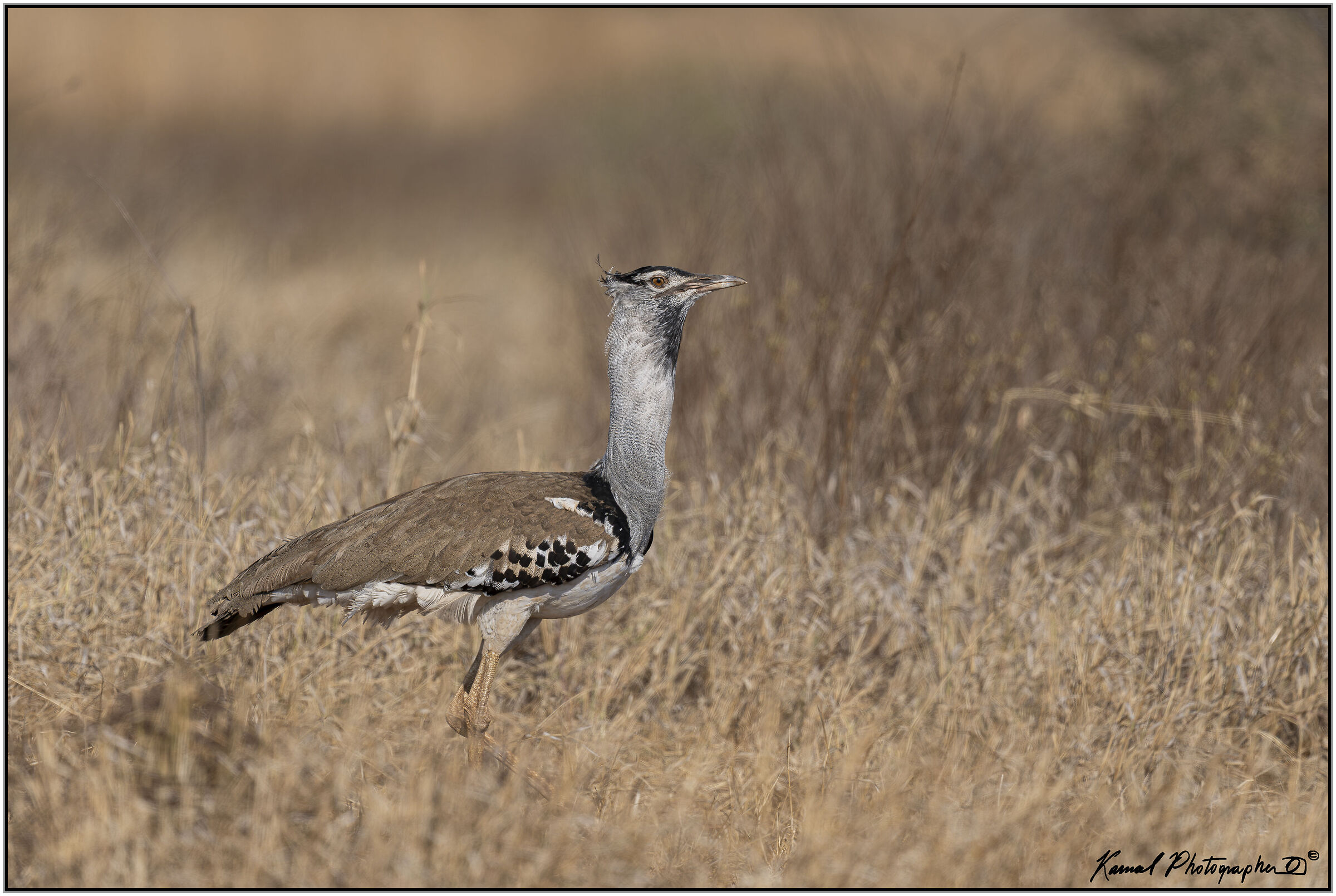 Kori Bustard (Ardeotis kori)
