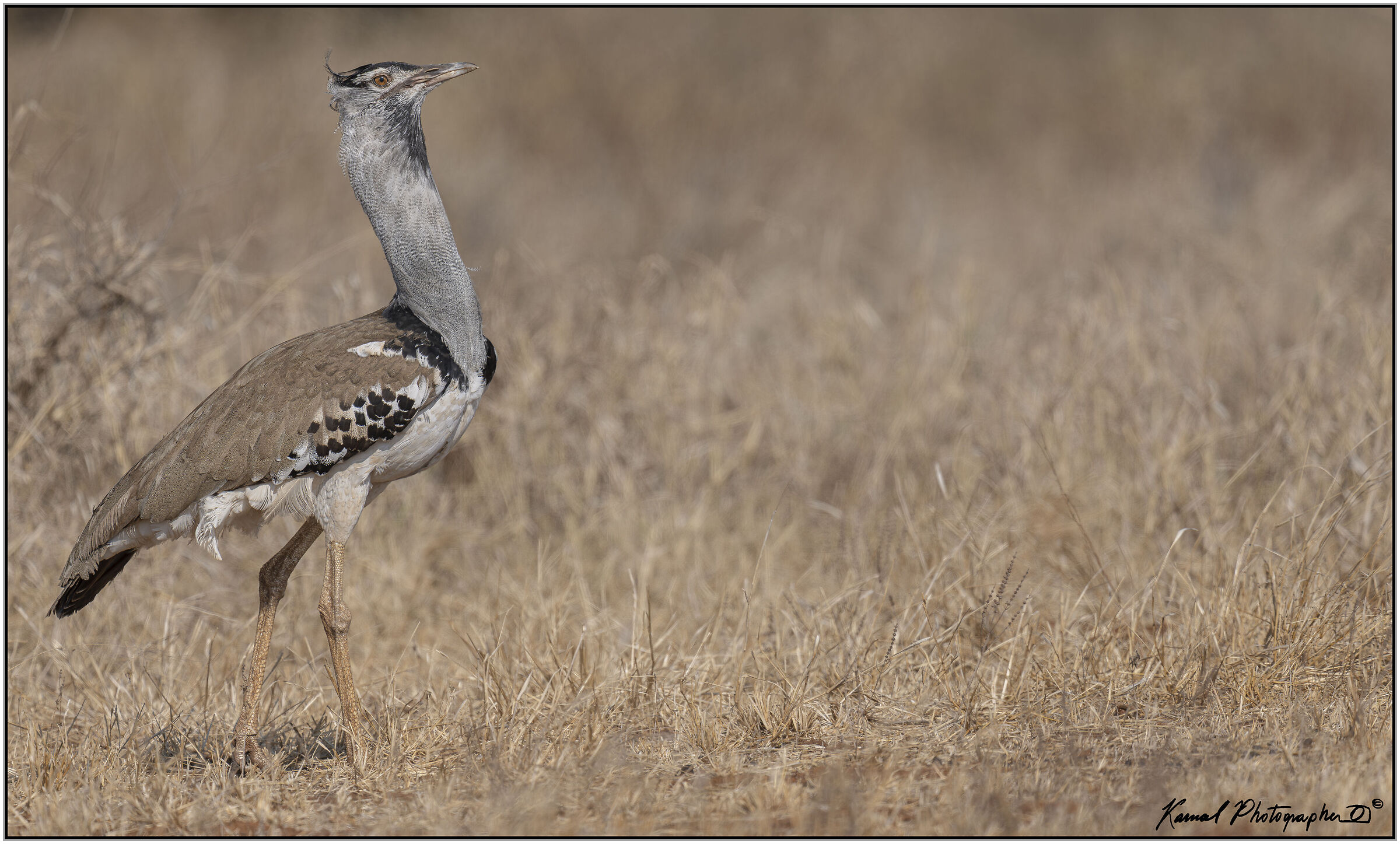 Kori Bustard (Ardeotis kori)