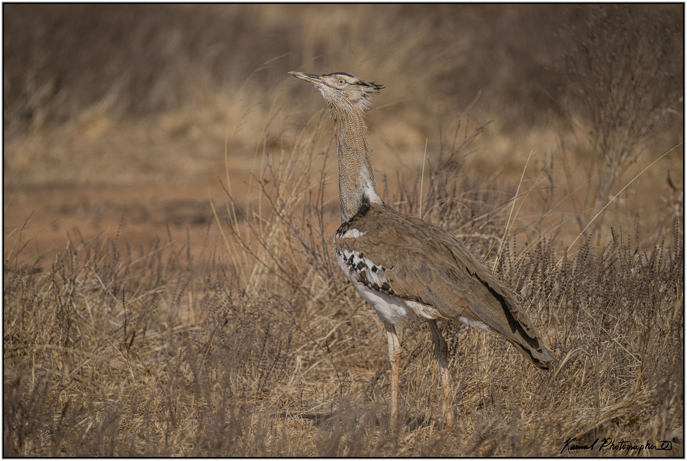 Kori Bustard (Ardeotis kori)