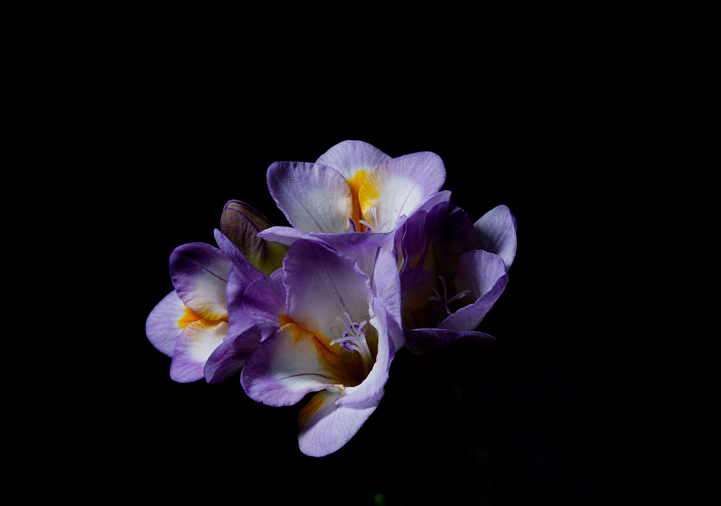 Freesia...
