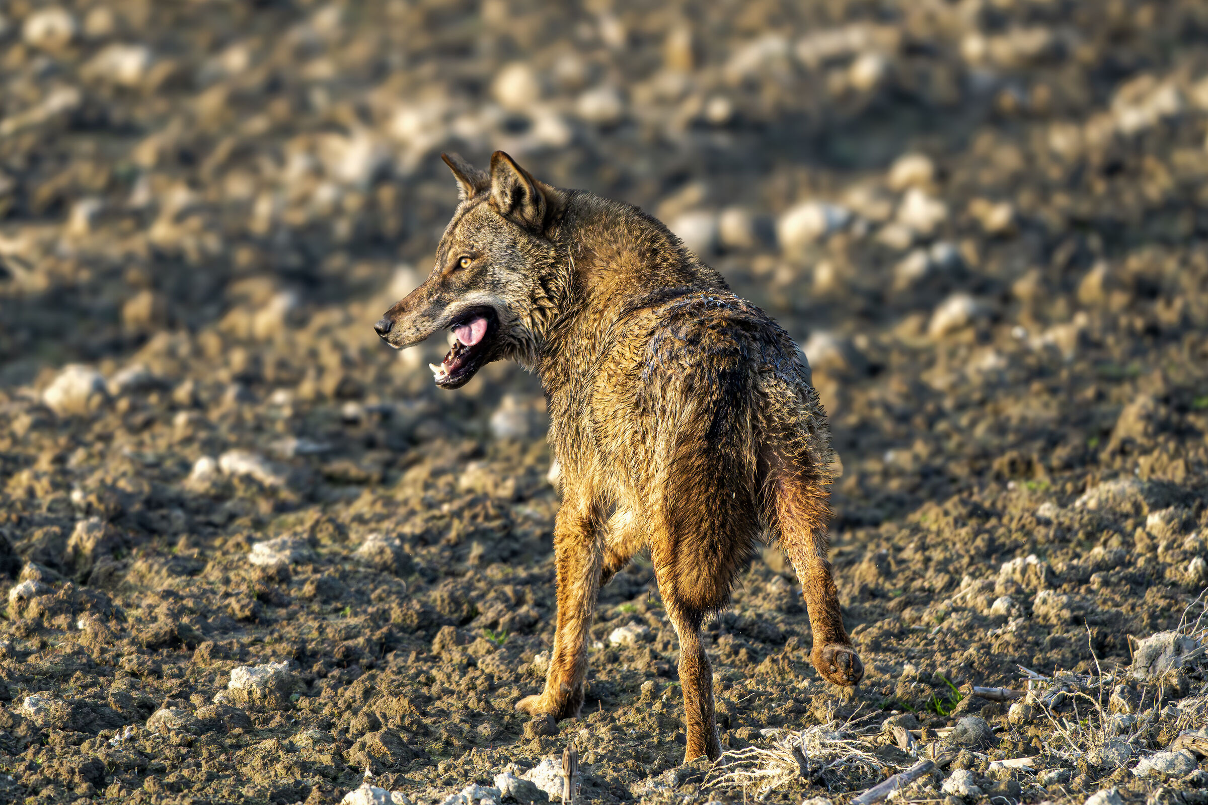 Apennine wolf