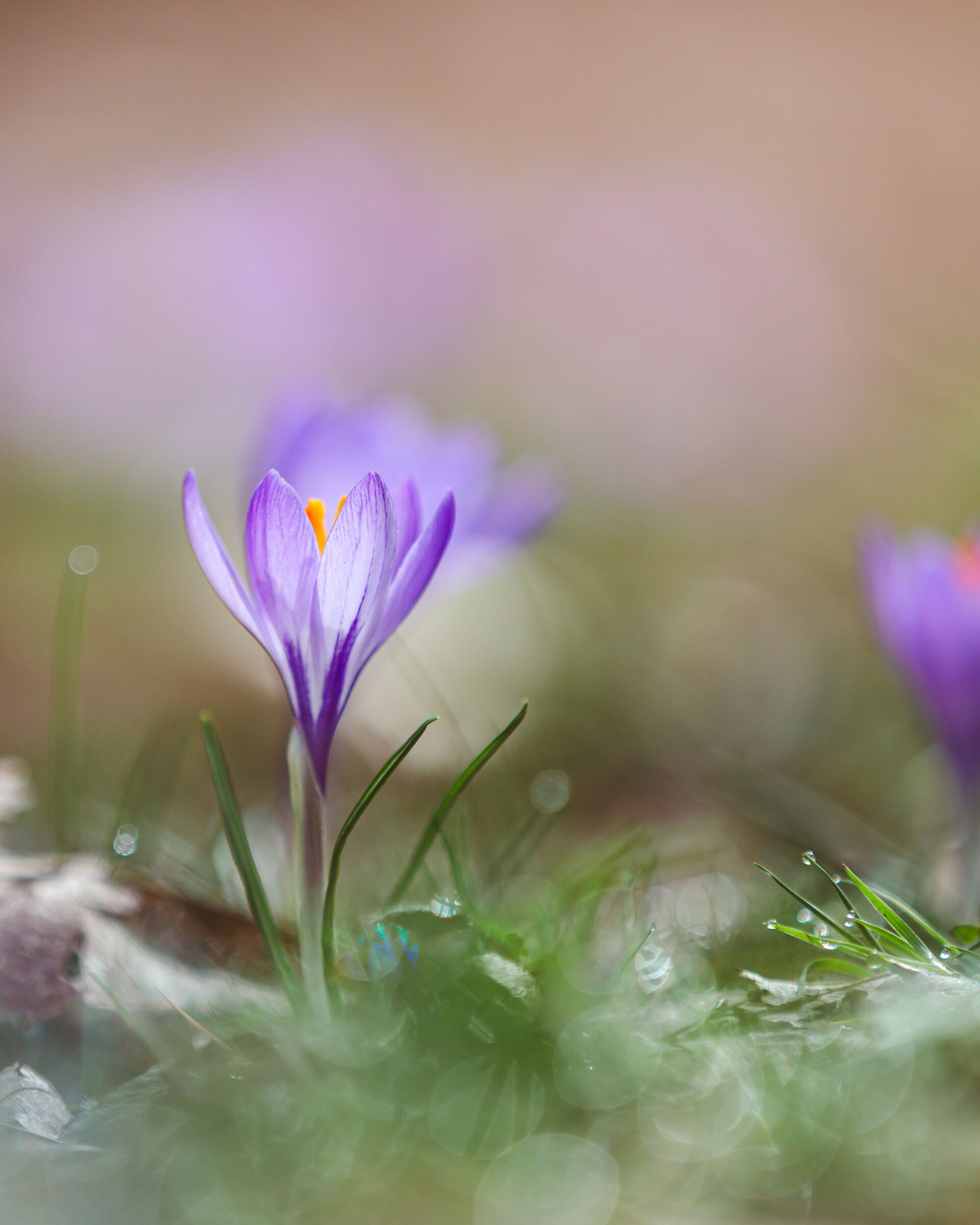 Croco, l'araldo della primavera