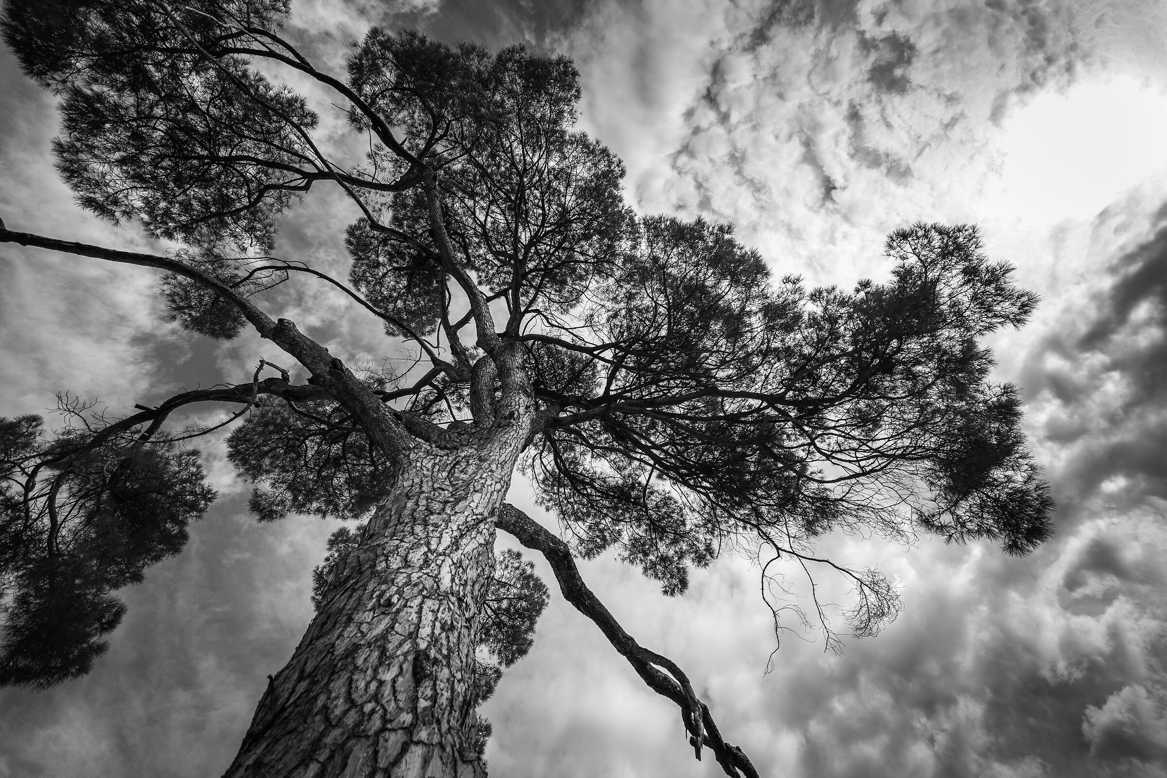 reaching out to the sky