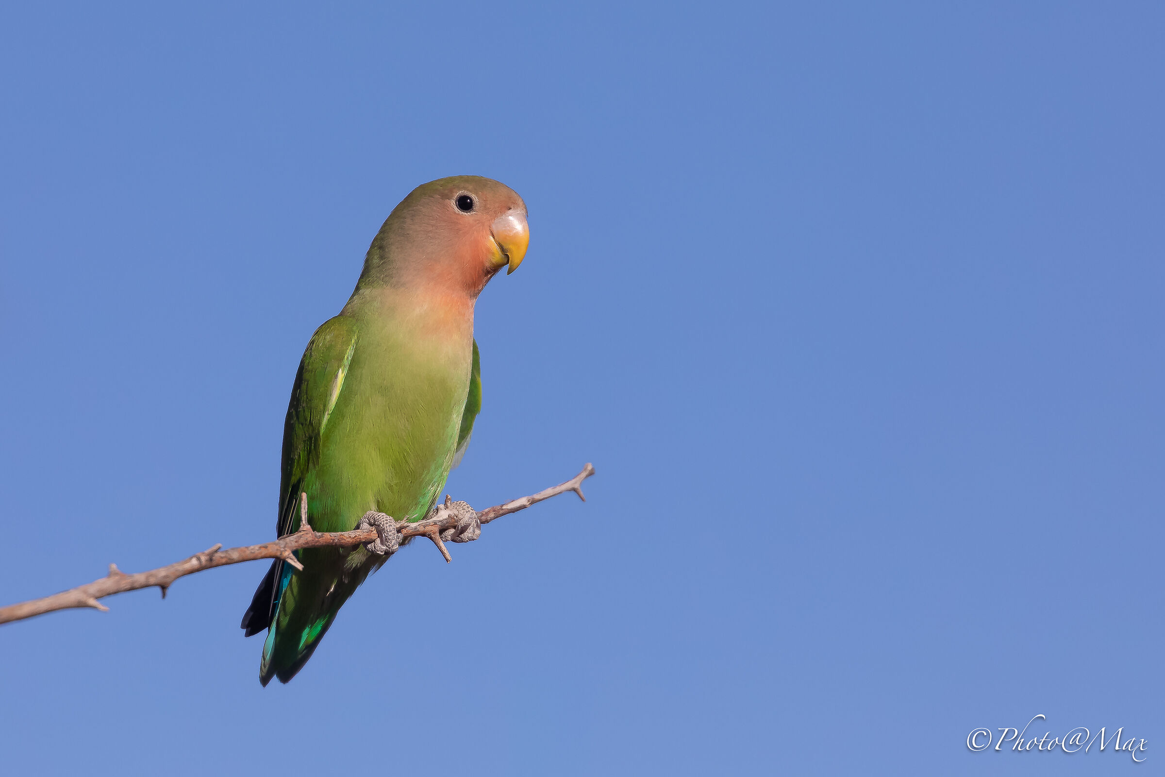 Pappagallo facciarosa inseparabile