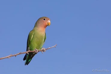 Agapornis roseicollis