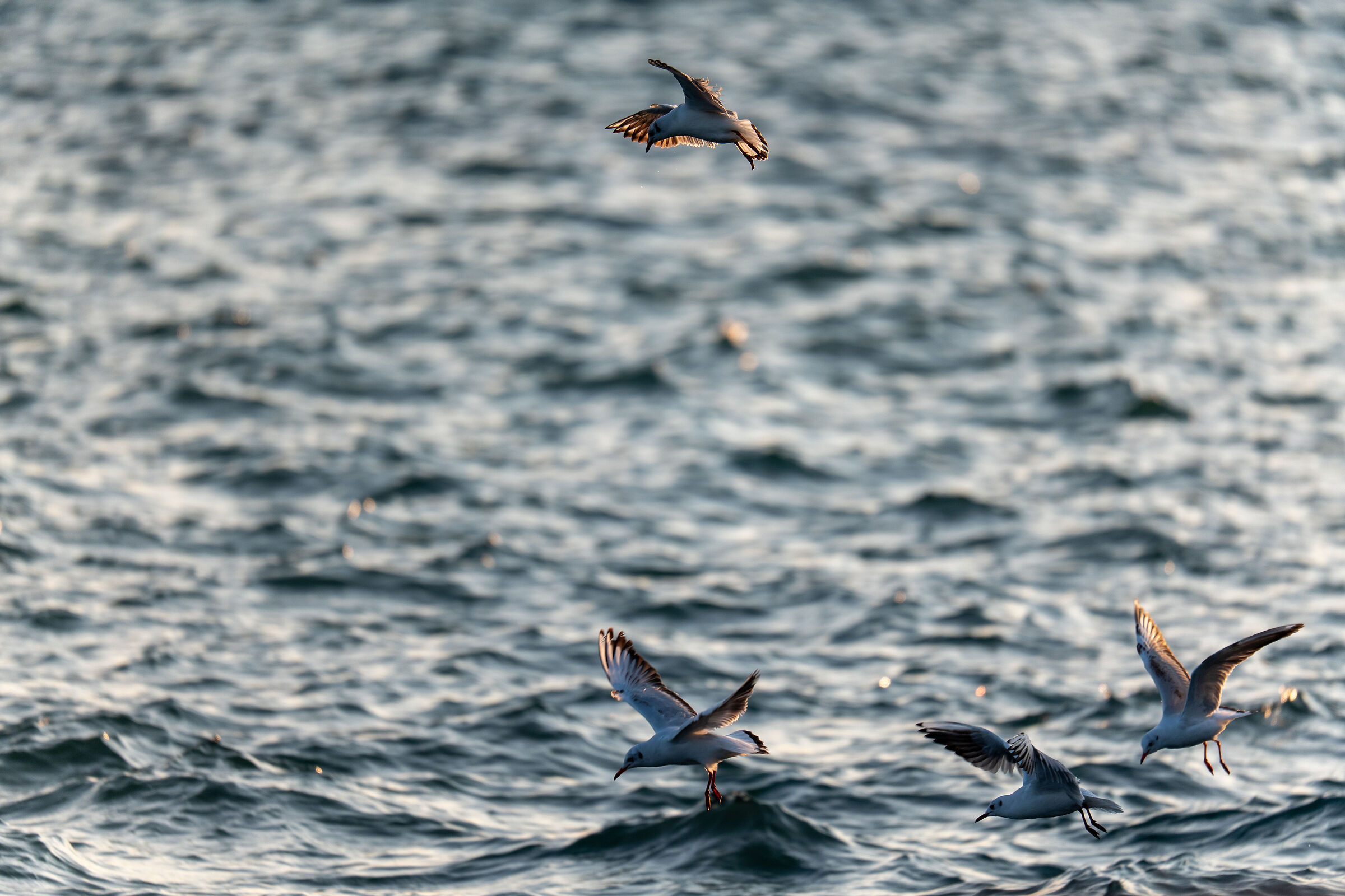 Seagulls at the port