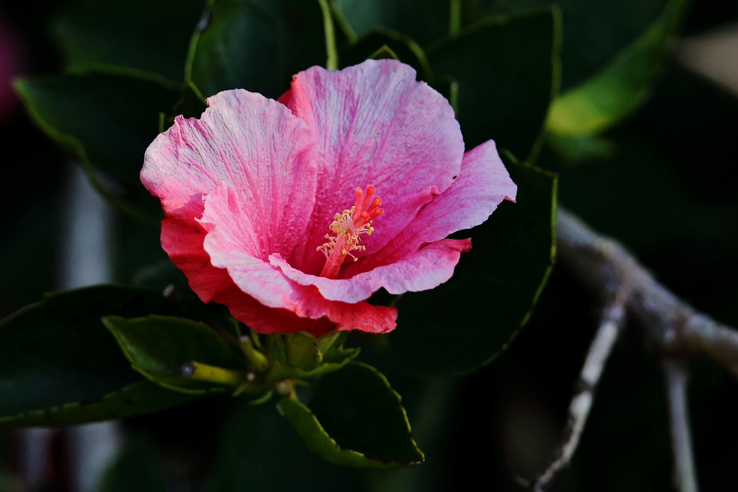 Hibiscus