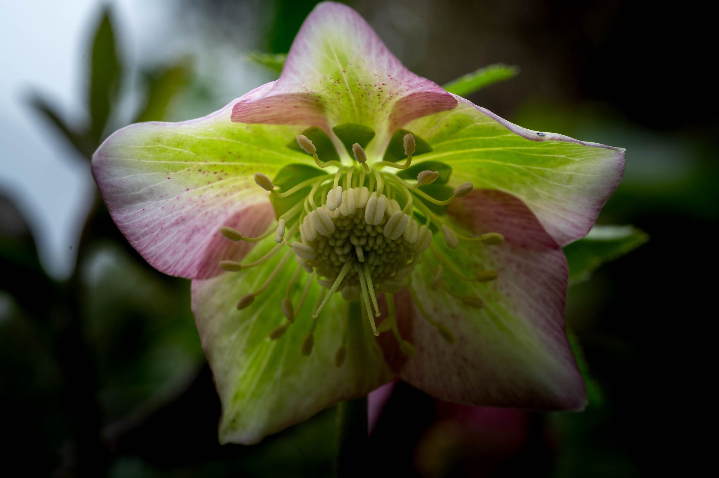 Helleborus