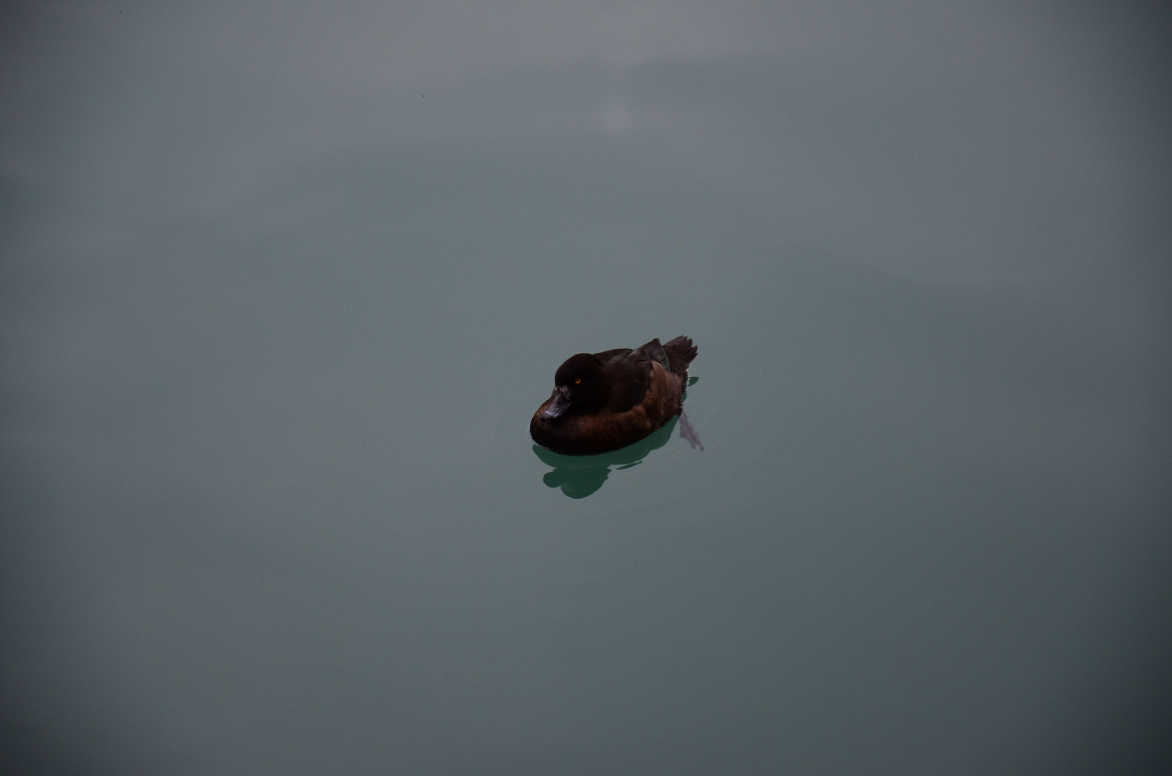 DSC_0183 mallard in the lake water