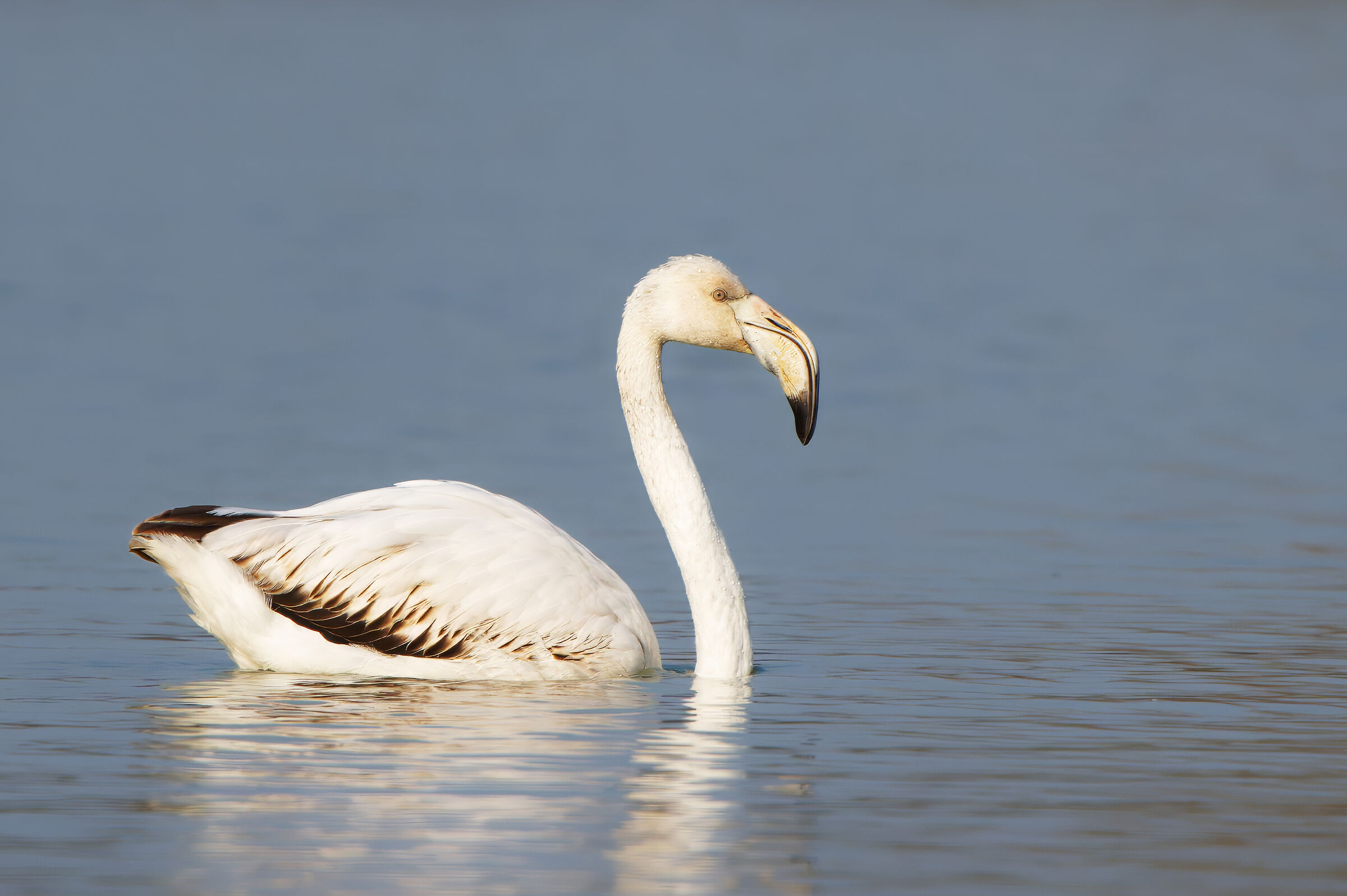 Flamingo (Phoenicopterus roseus)