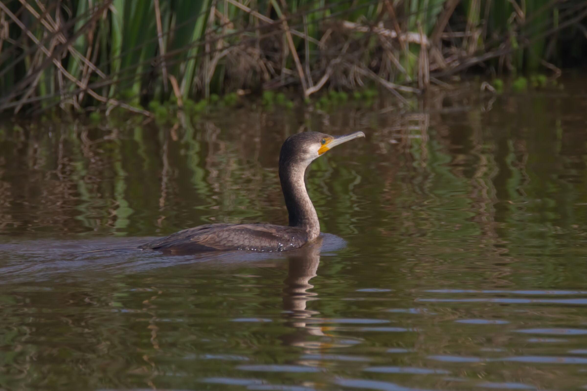 Cormorant