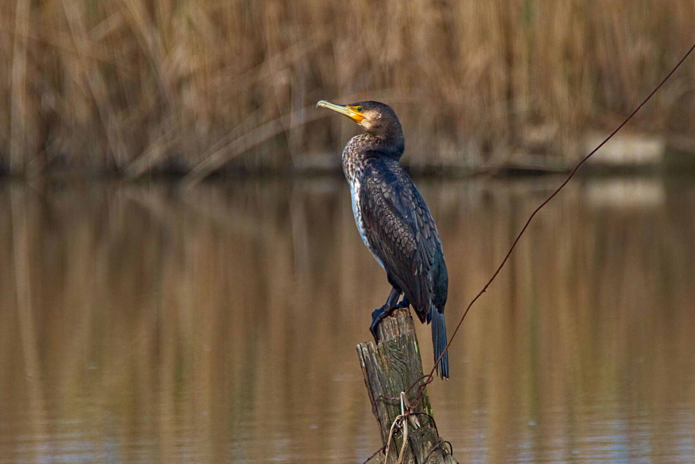 Cormorant