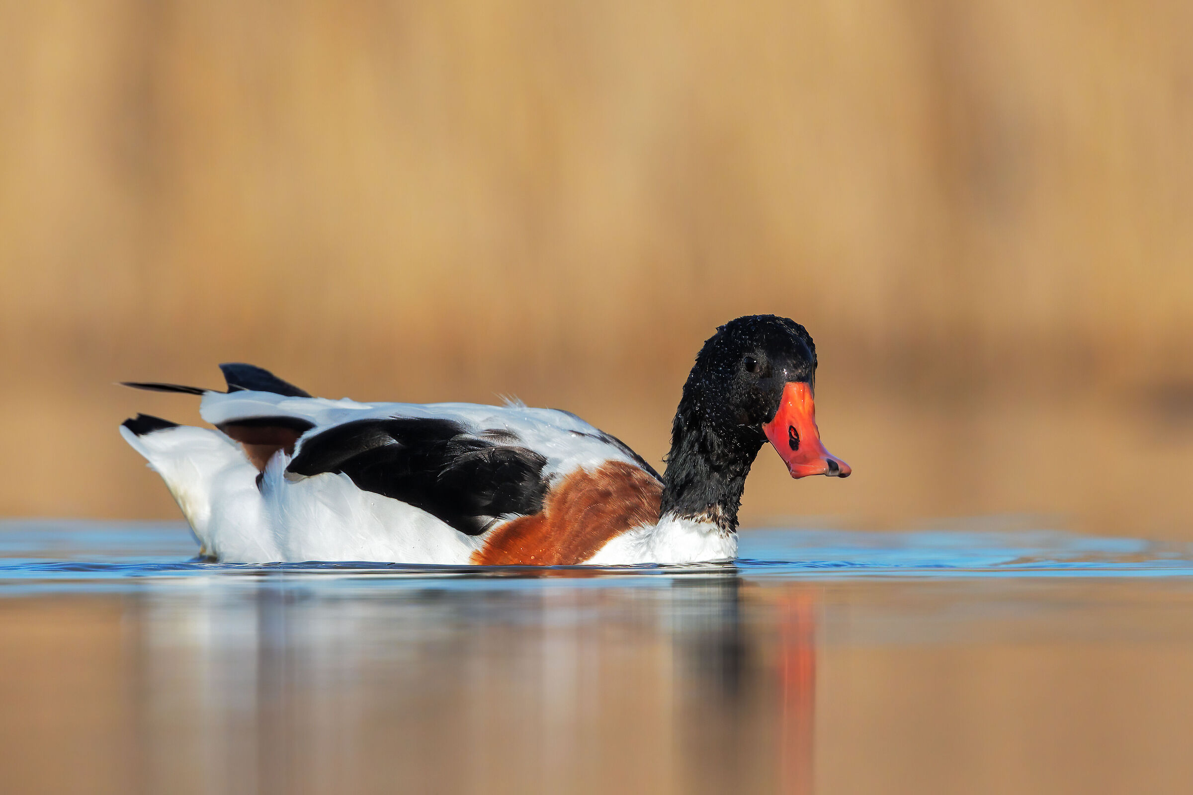 Shelduck