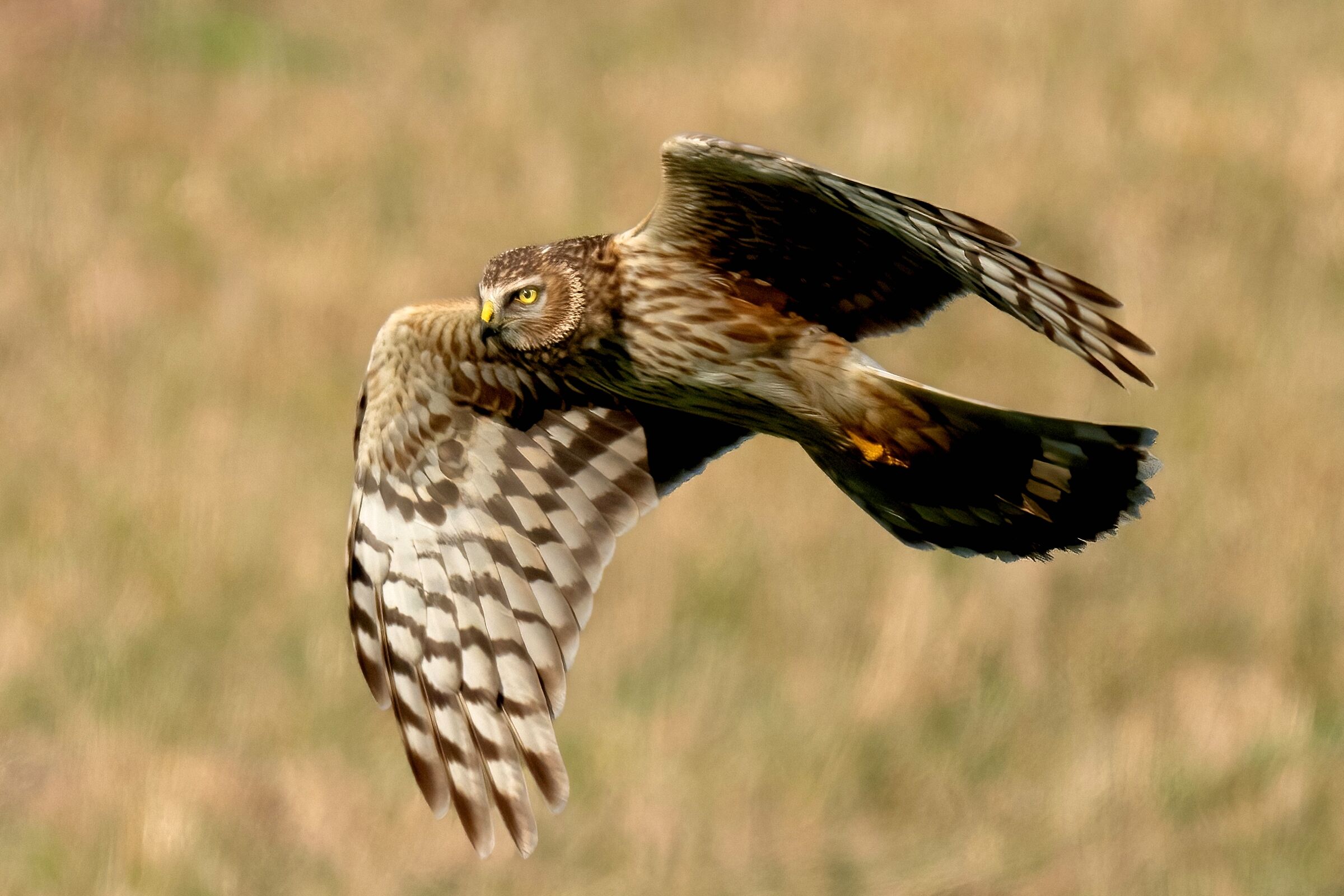 Hen Harrier (Circus cyaneus) female