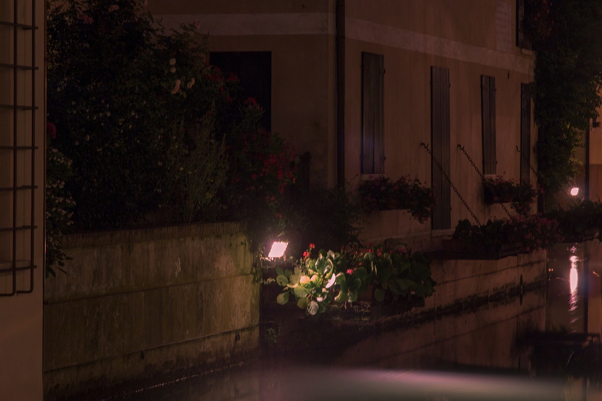 Flowers in the night Treviso