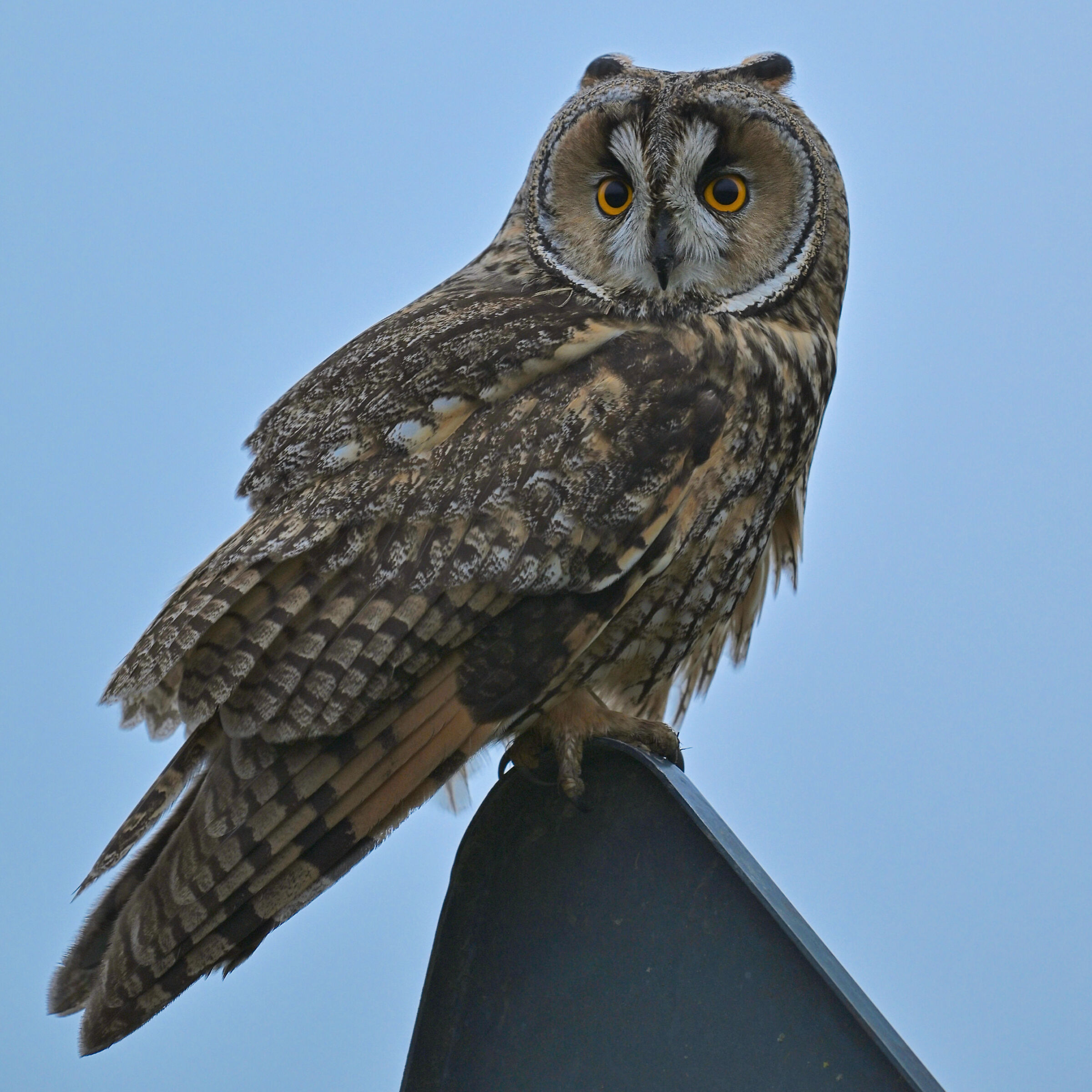 Il Gufo sul Cartello