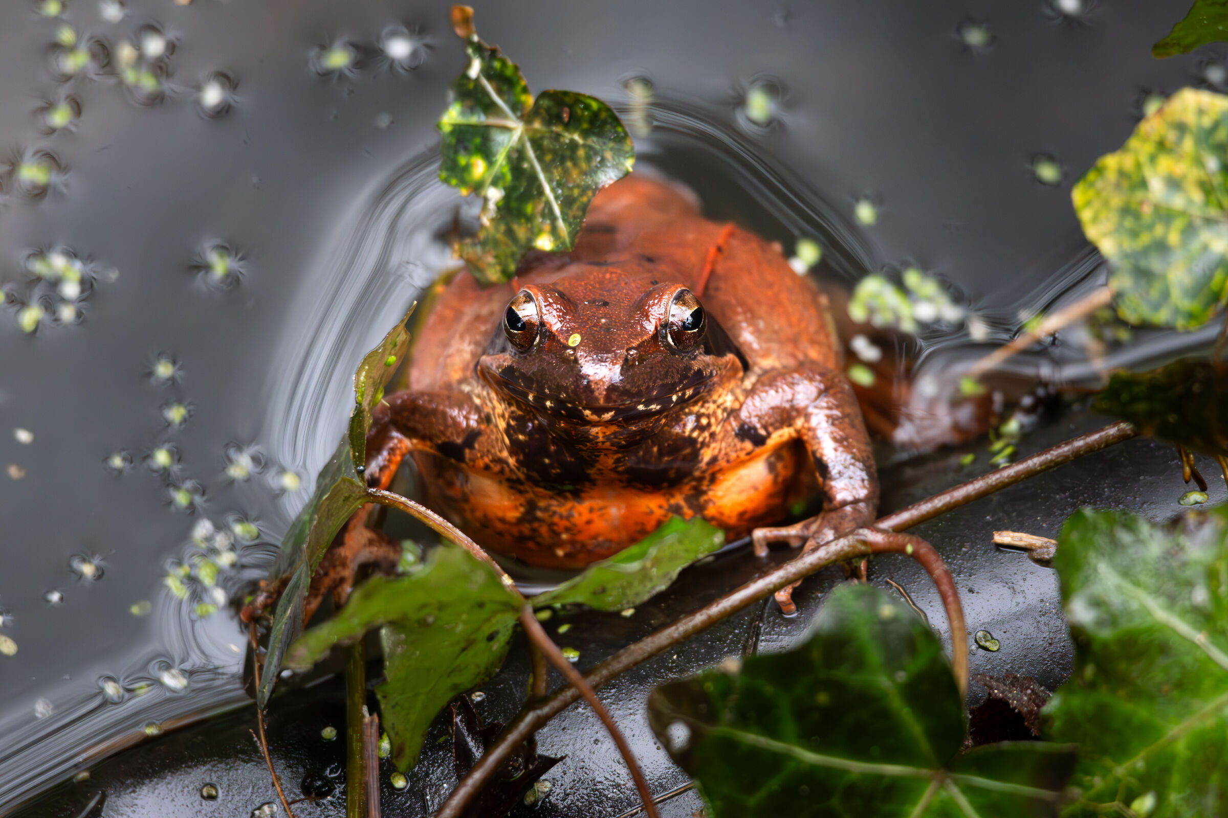 Rana di Lataste sorridente