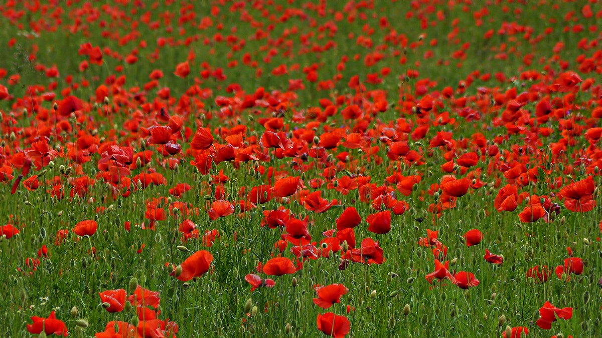 Poppies ...