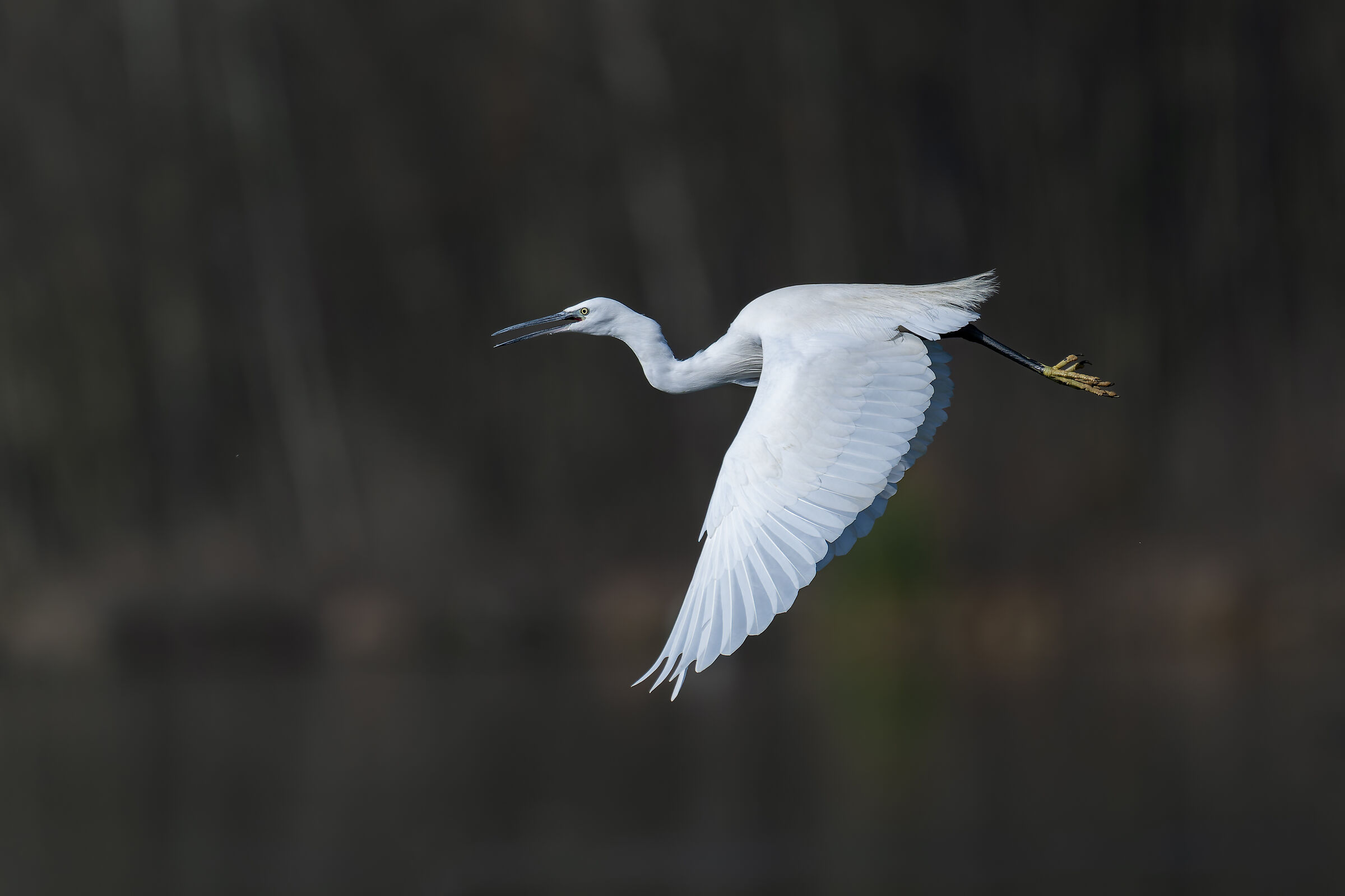 Garzetta -Parco del Meisino - Torino