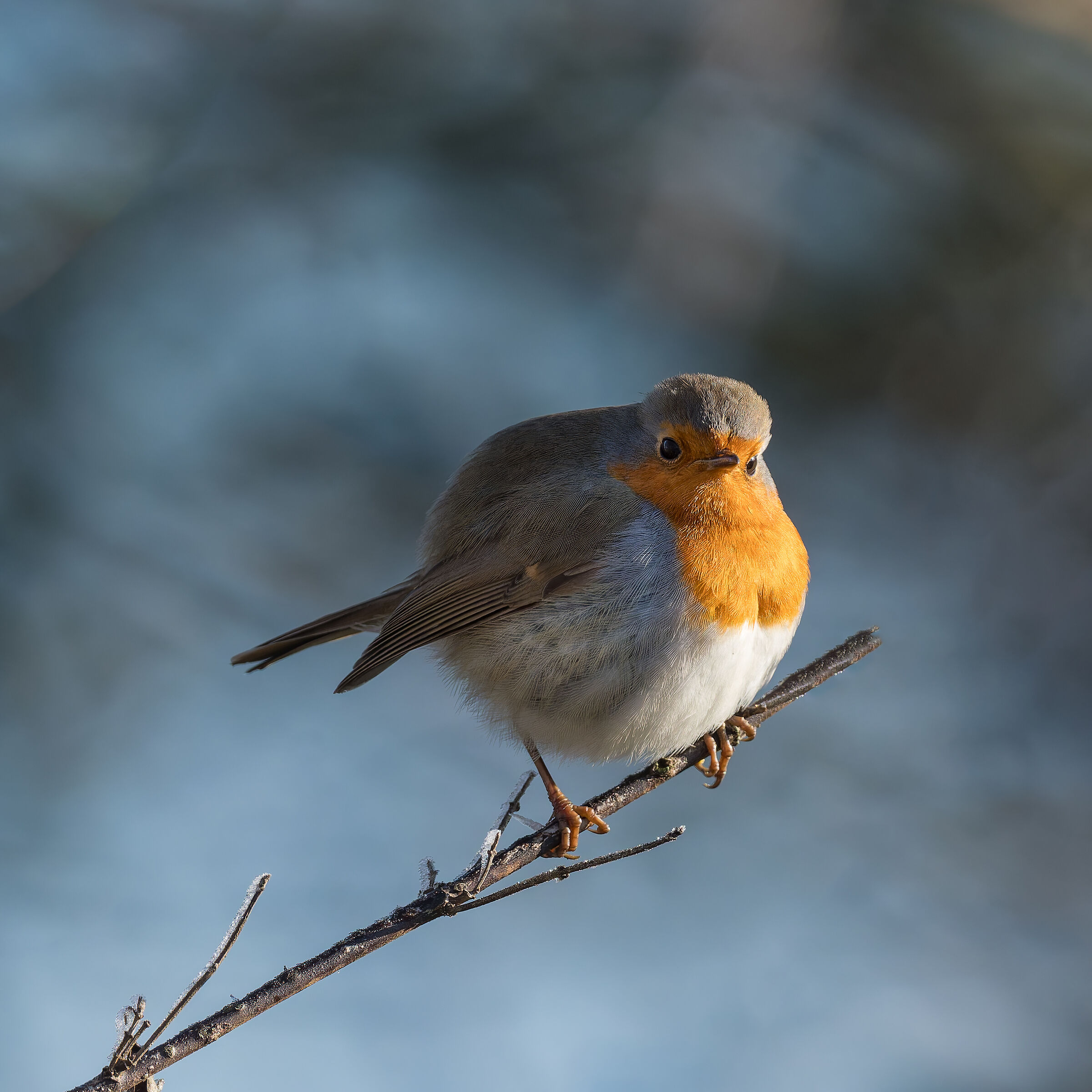 Pettirosso -Parco del Meisino - Torino