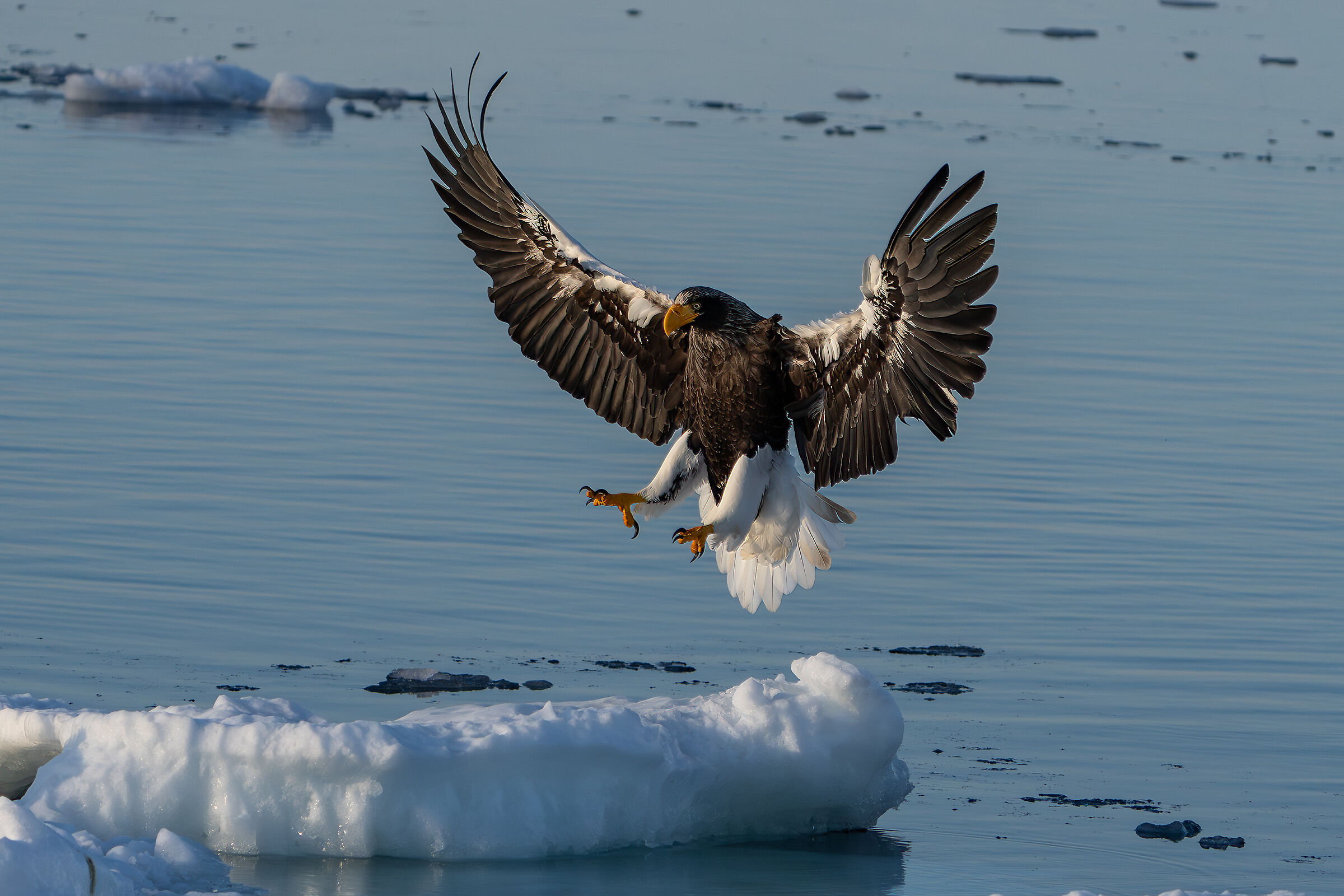 Steller's Eagle Landing