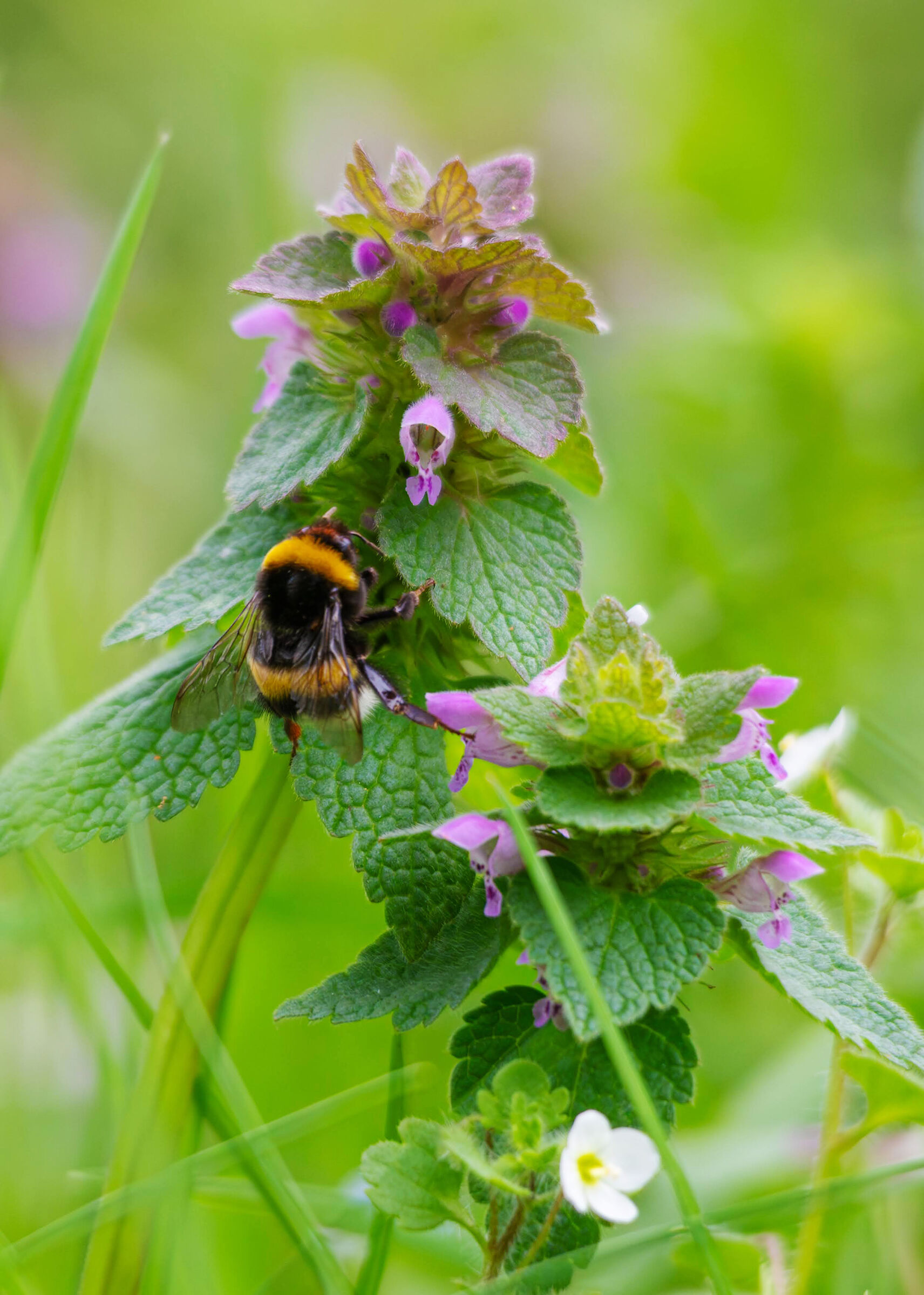 Bumblebee on the Lamio