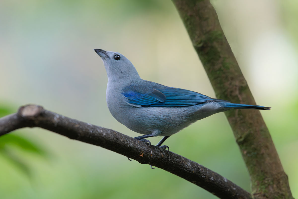 Grey-blue tangara