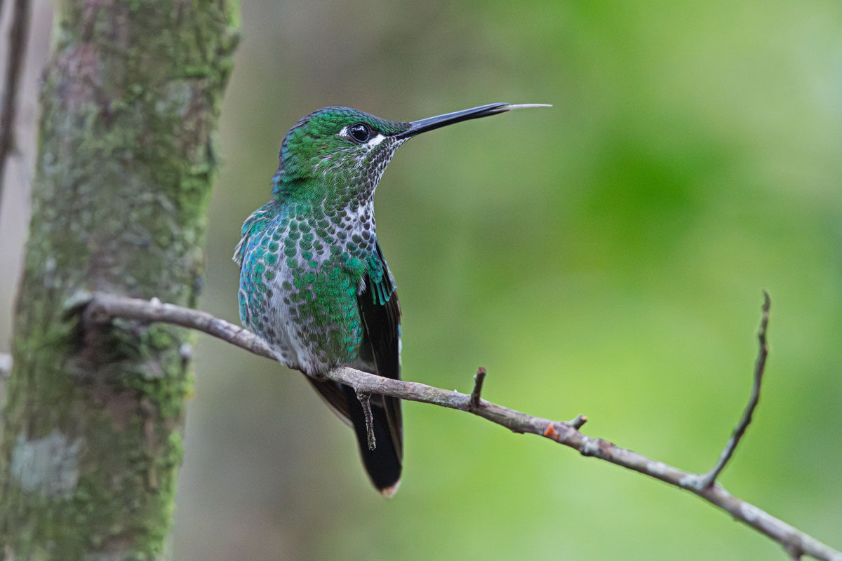 Diamond hummingbird