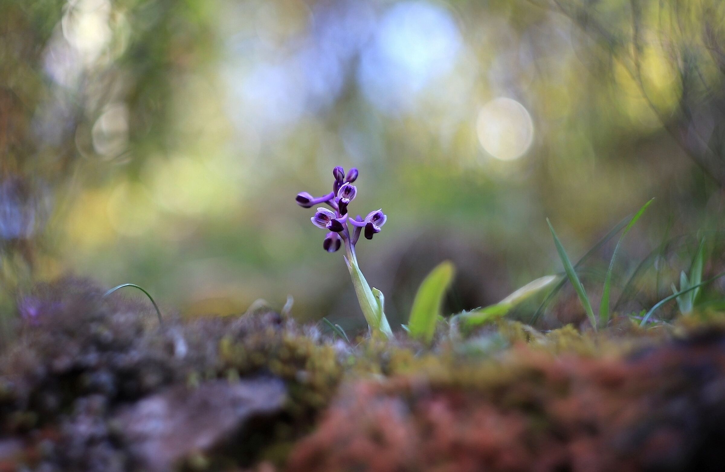 Anacamptis Longicornu