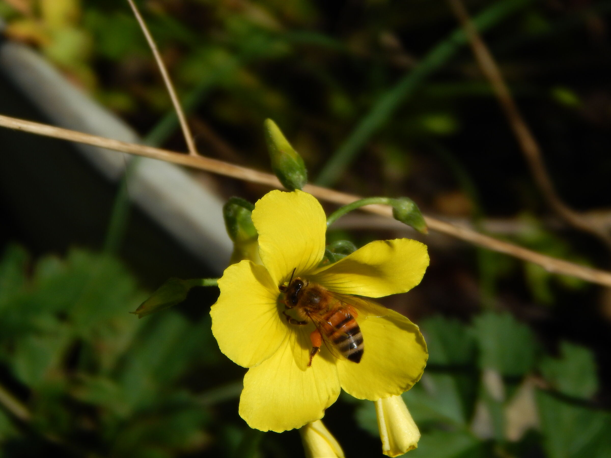 Ape su fiore di Acetosella