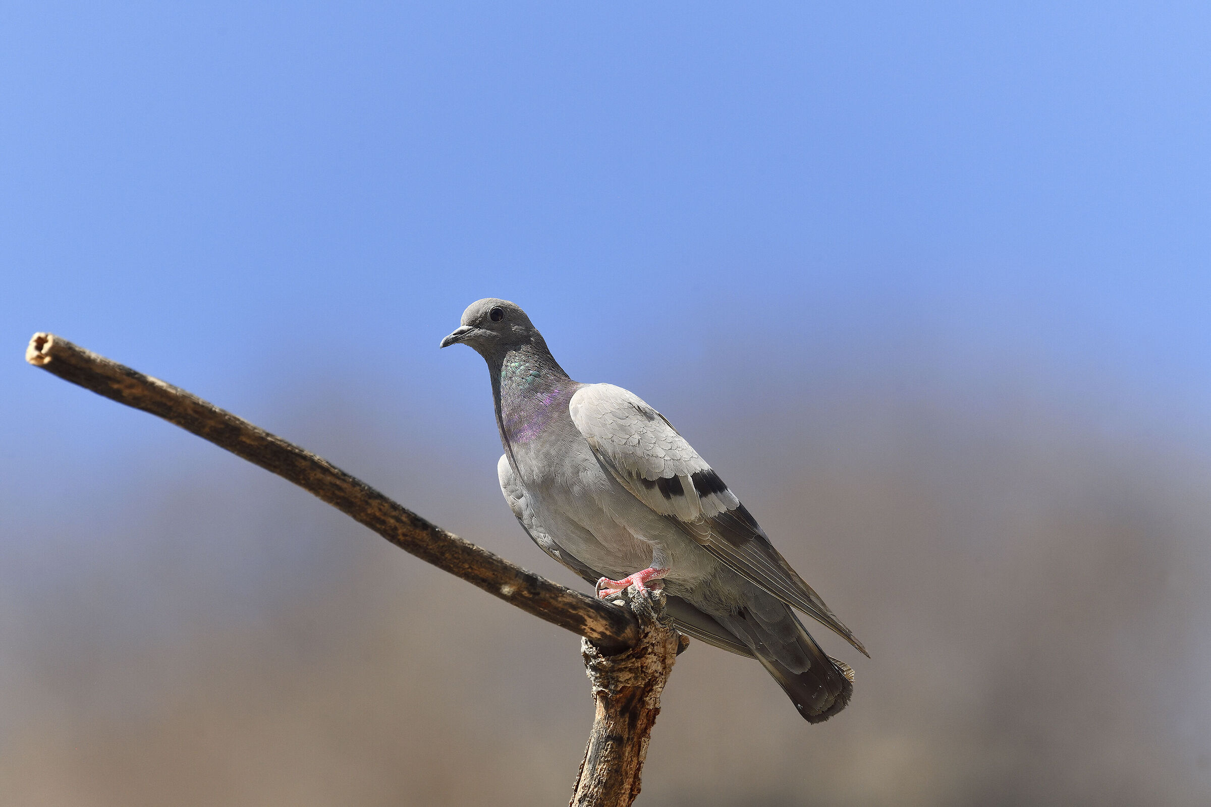 Columba livia in purity