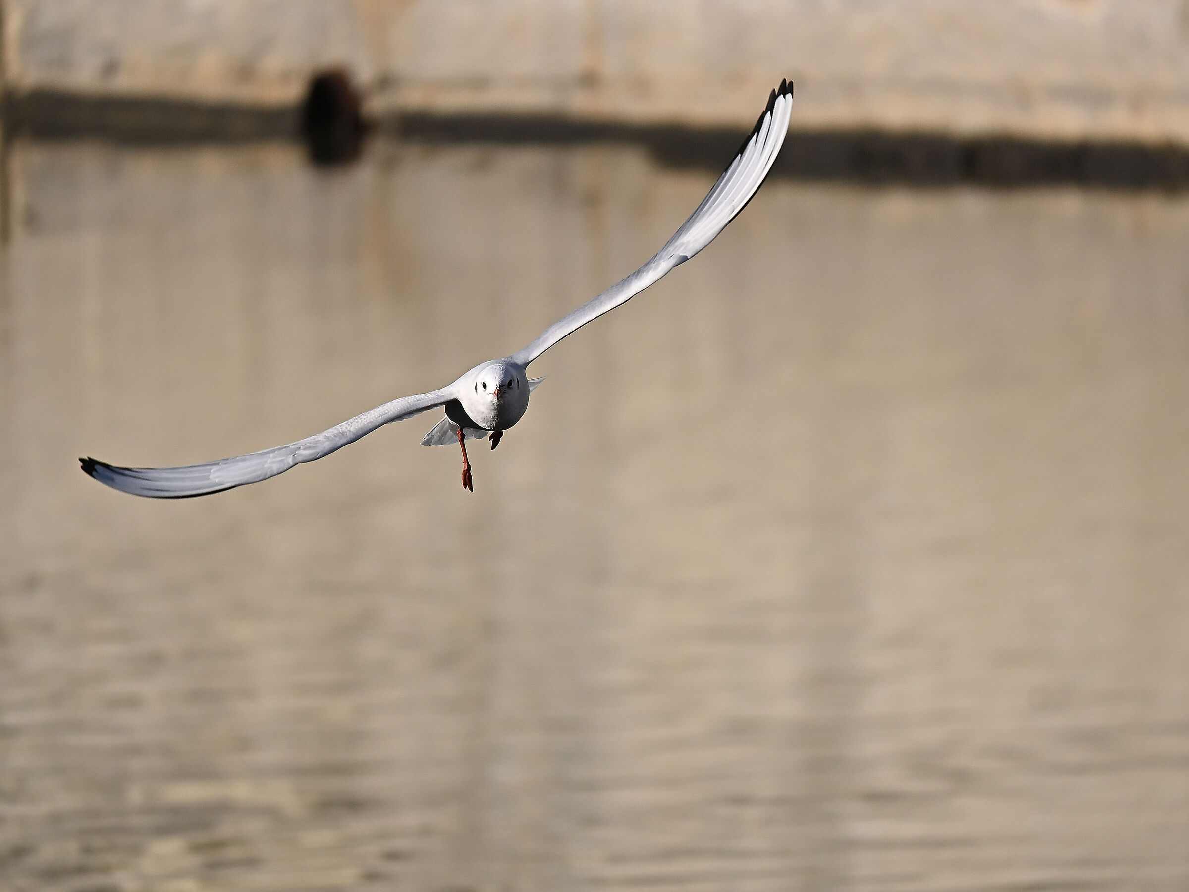 Seagull