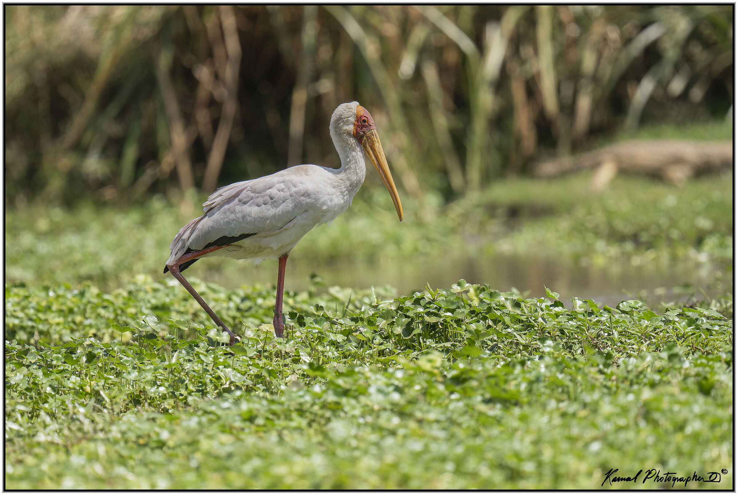 Yellow-billed tantalus (Mycteria ibis)