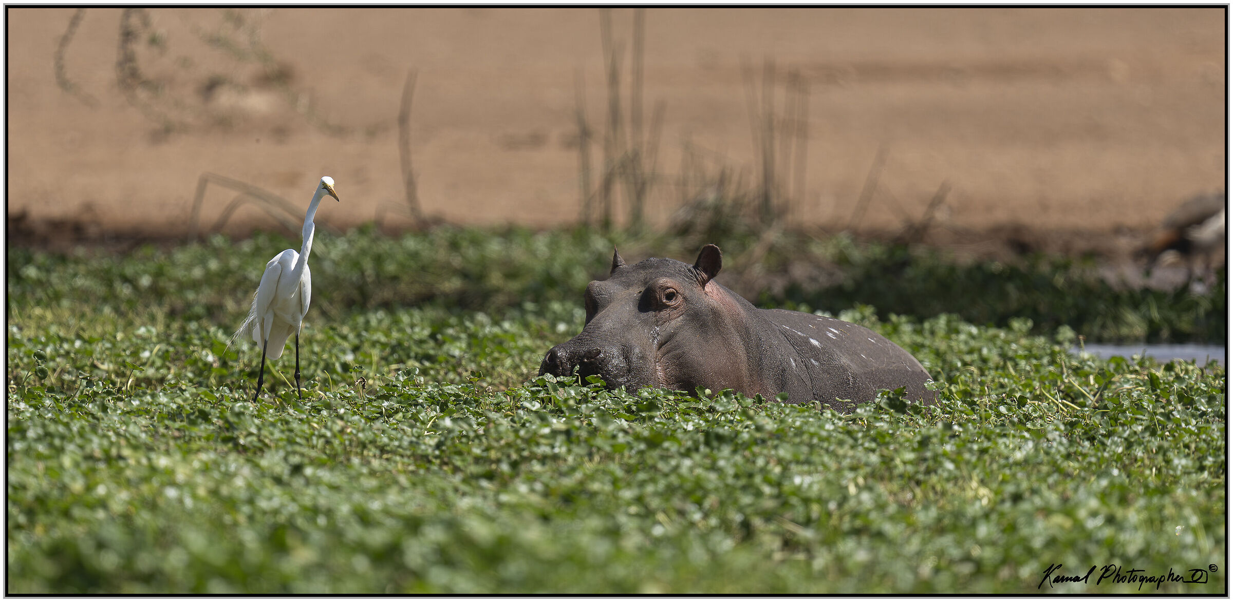 Hippopotamus (Hippopotamus amphibius)