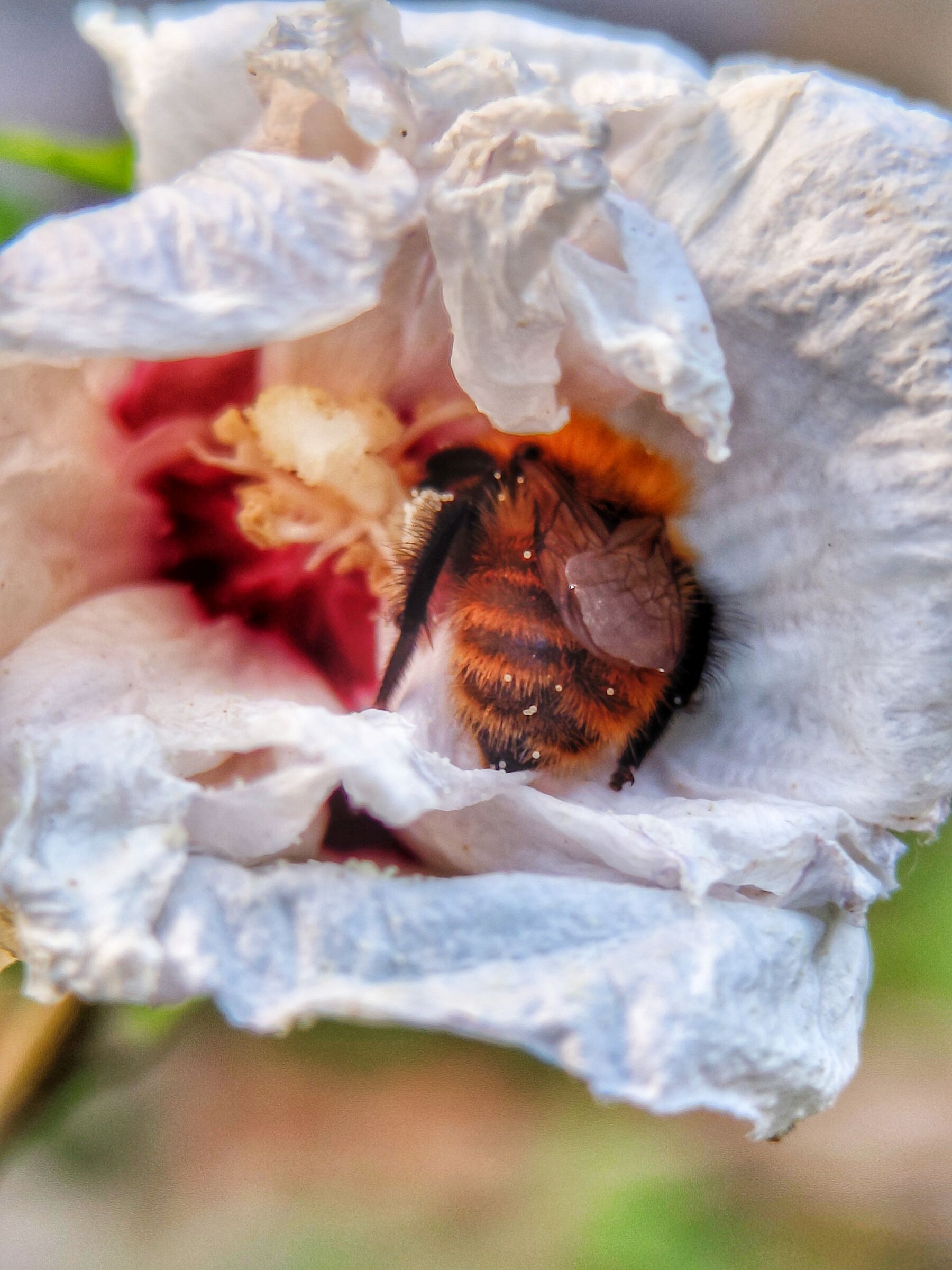 Sleep flower