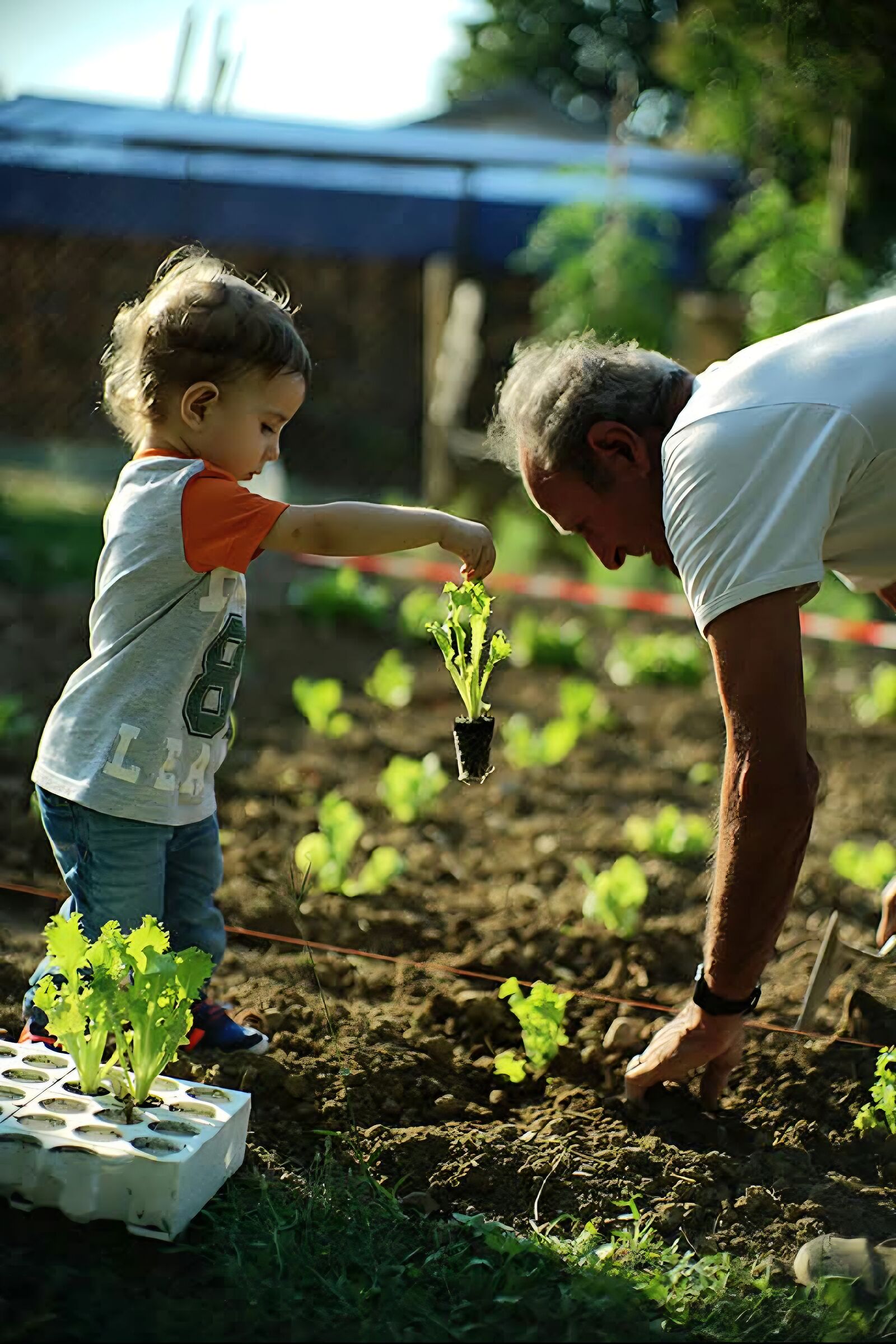 Grandfather Peppe with his grandson who helps him plant the