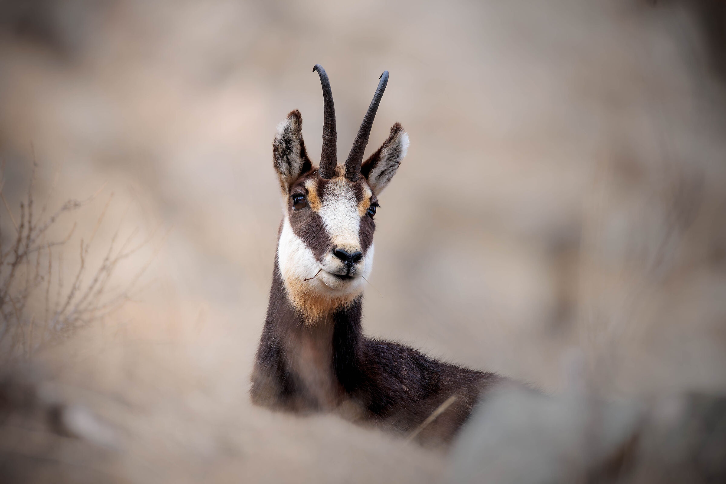 portrait of a chamois