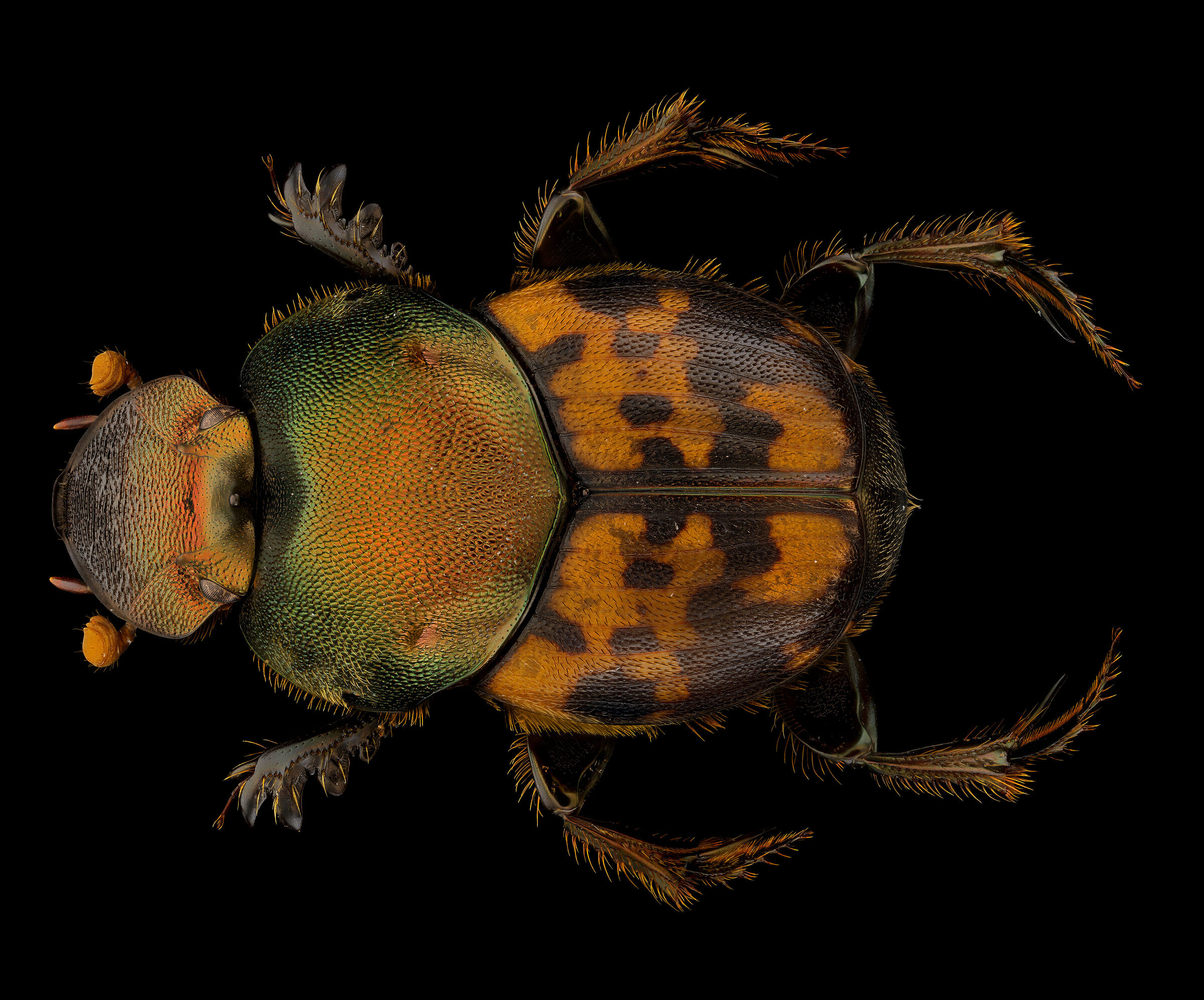 Onthophagus sp.